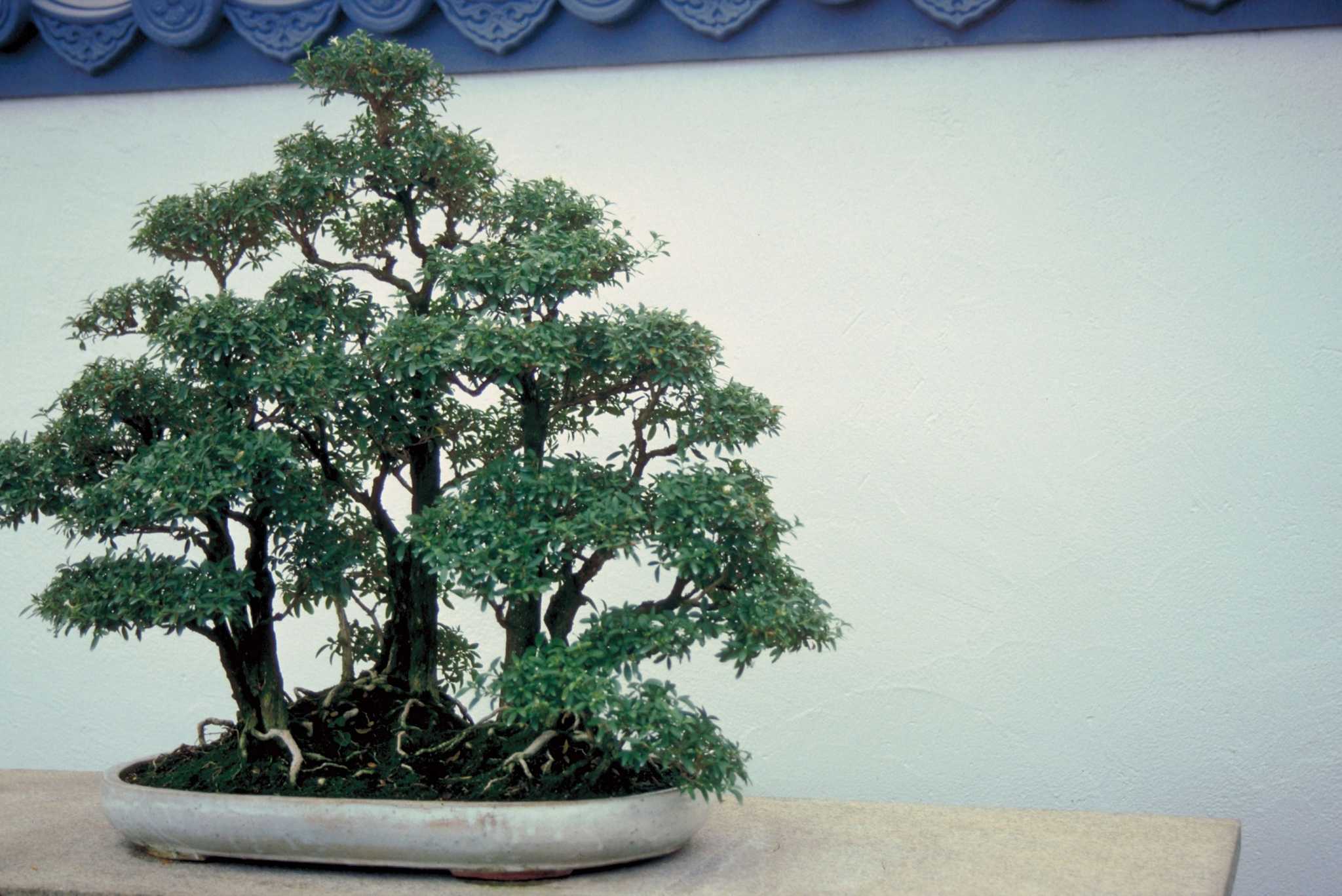 Potting Soils for a Bonsai