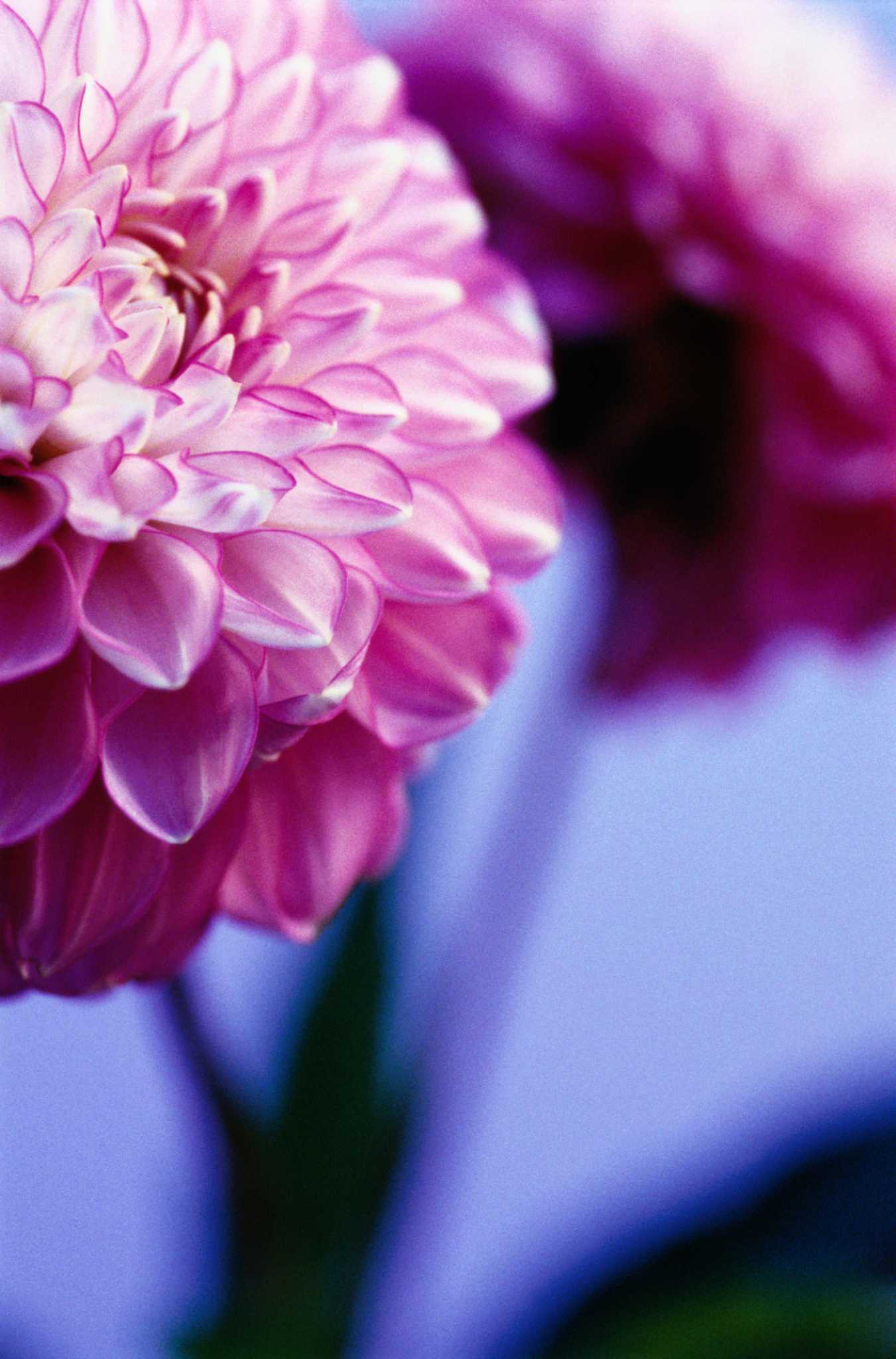 How to Prepare Dahlia for Winter Where There Is No Frost