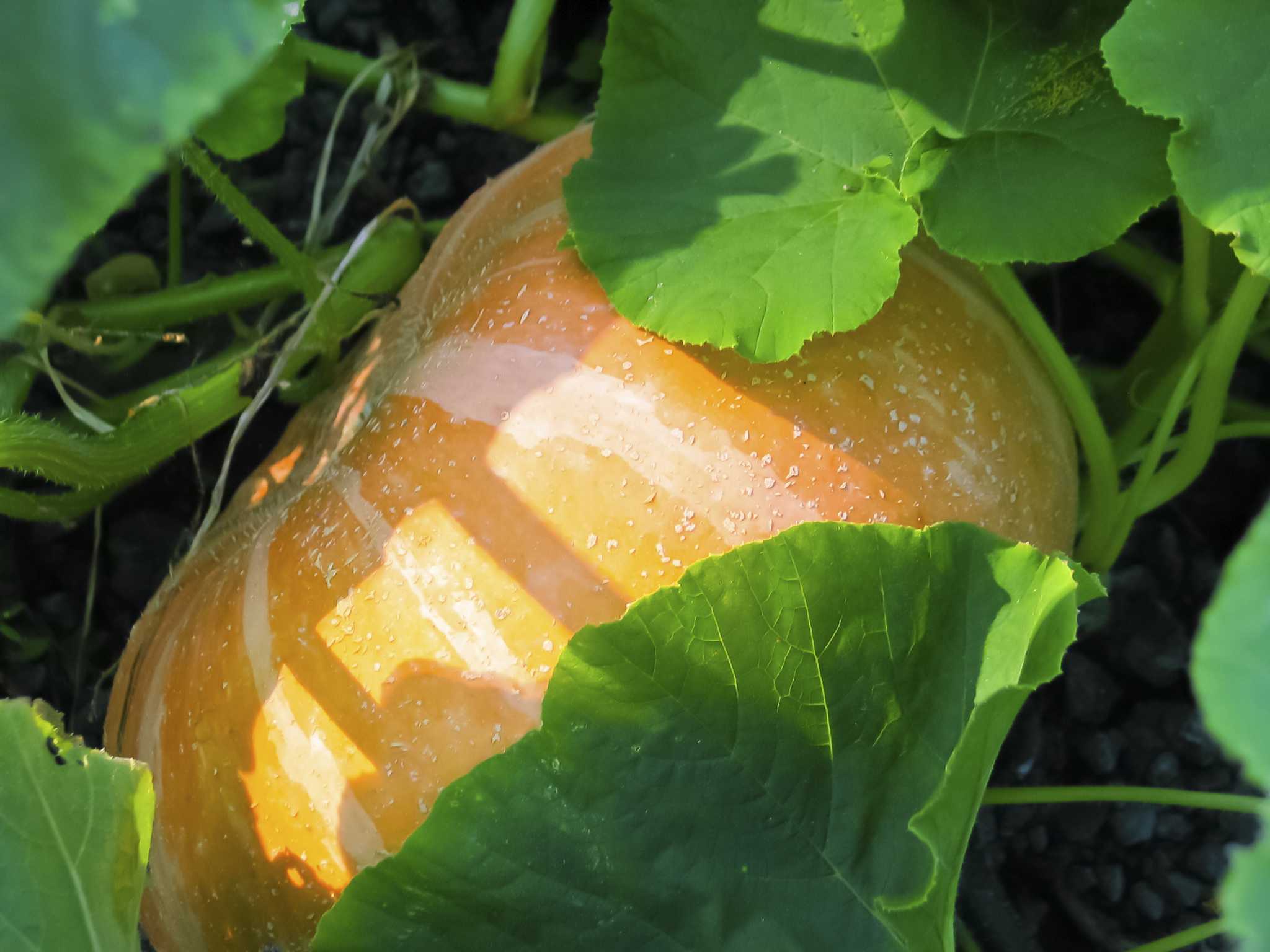 List of vegetables visual data 3