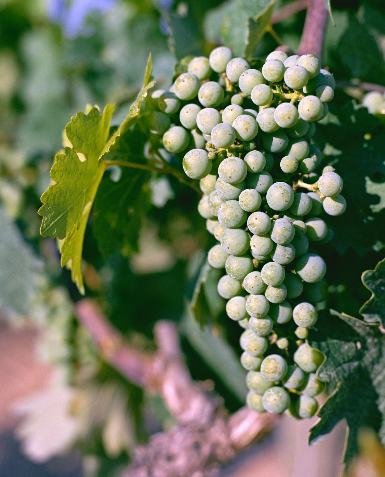 Ruby Seedless Grape, Vitis vinifera 'Ruby Seedless', Monrovia Plant