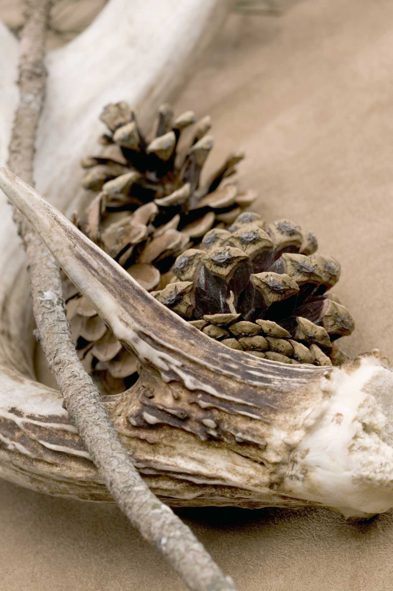 How to Preserve an Elk Antler's Color