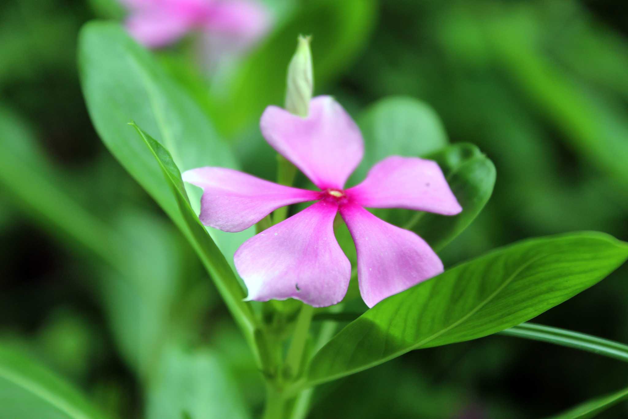 Does Vinca Like the Sun?