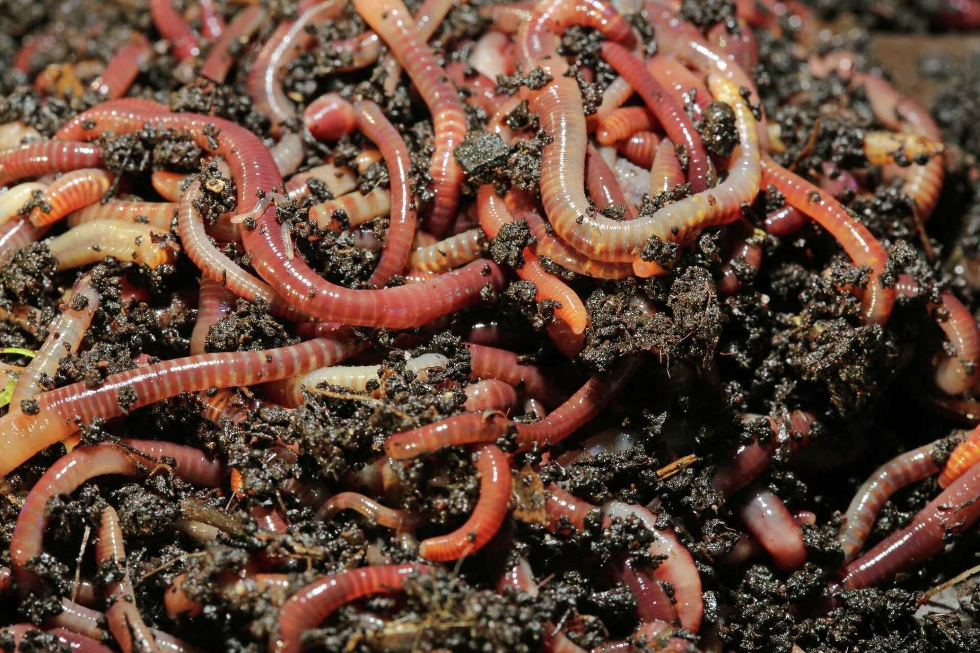 Will Vinegar Kill Garden Worms?
