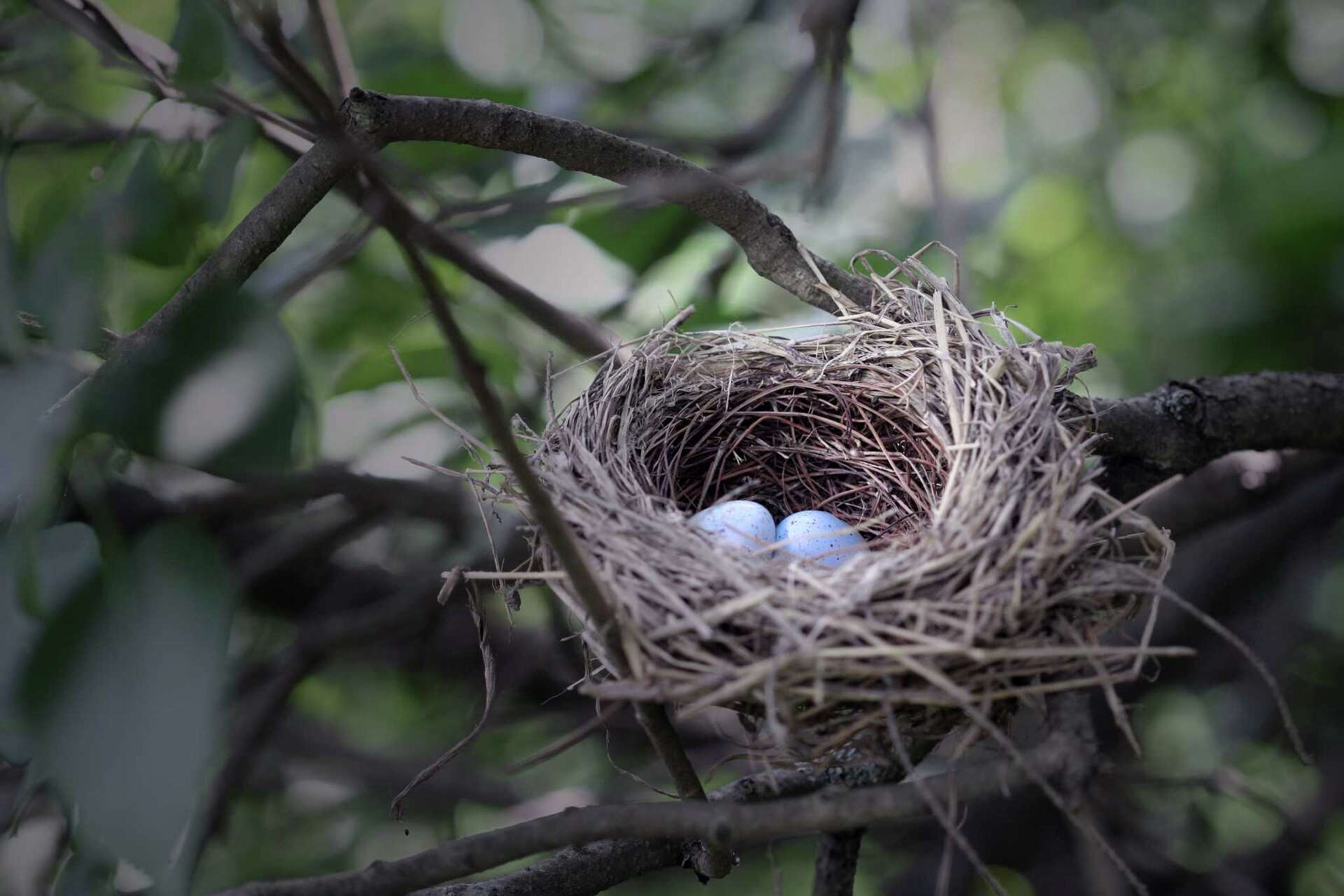 How to Keep Birds from Nesting on Light Fixtures: Easy & Effective Tips