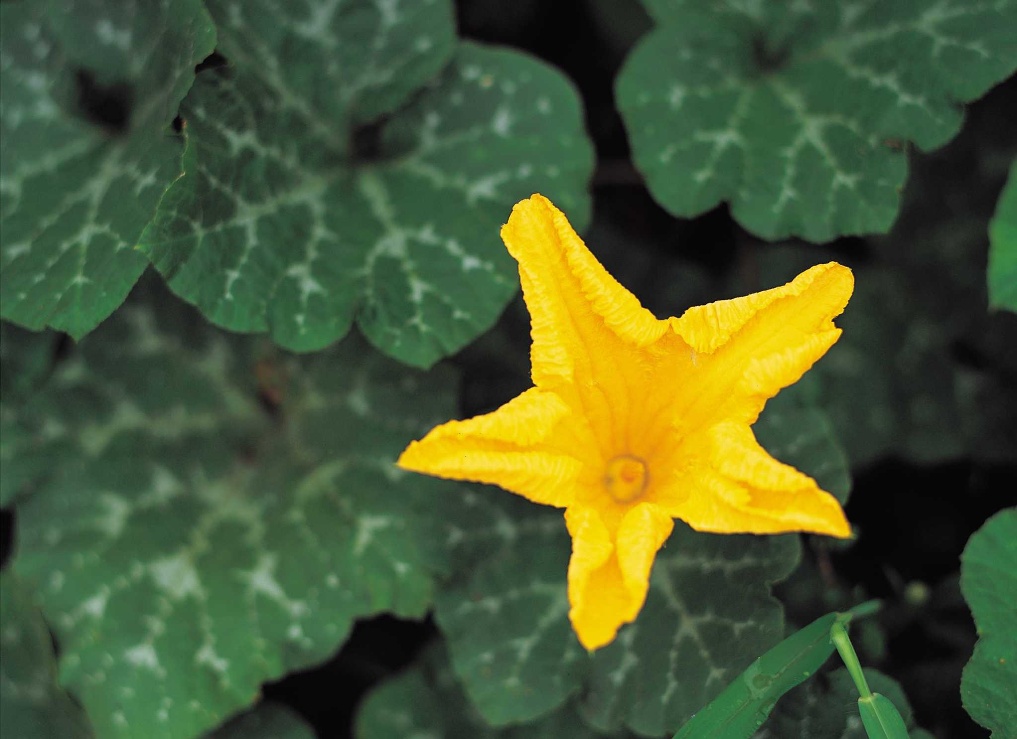 How to Prevent Fungus on Squash Plants