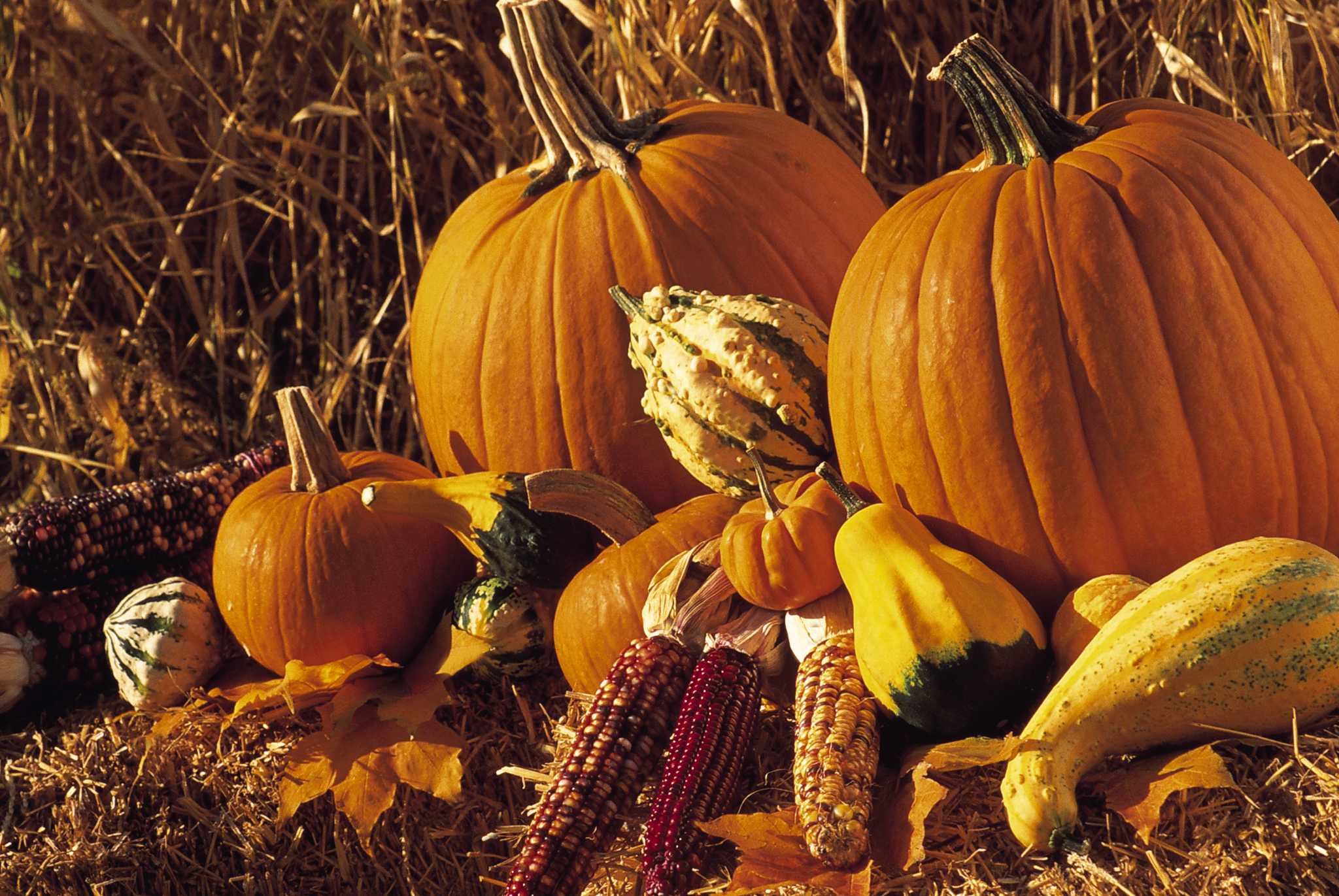 Vining Varieties of Squash