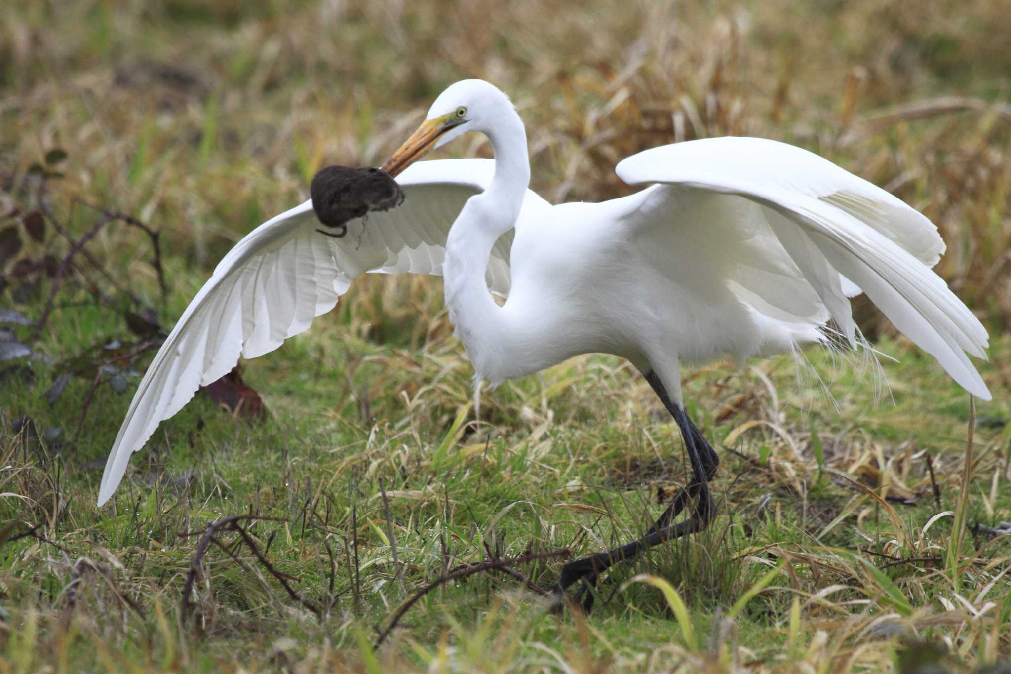 Do Voles Eat Daylilies?