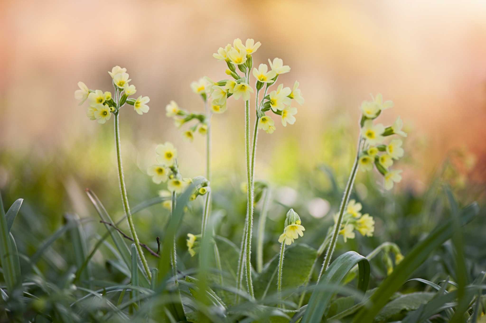 Are Primroses Annuals or Perennials?