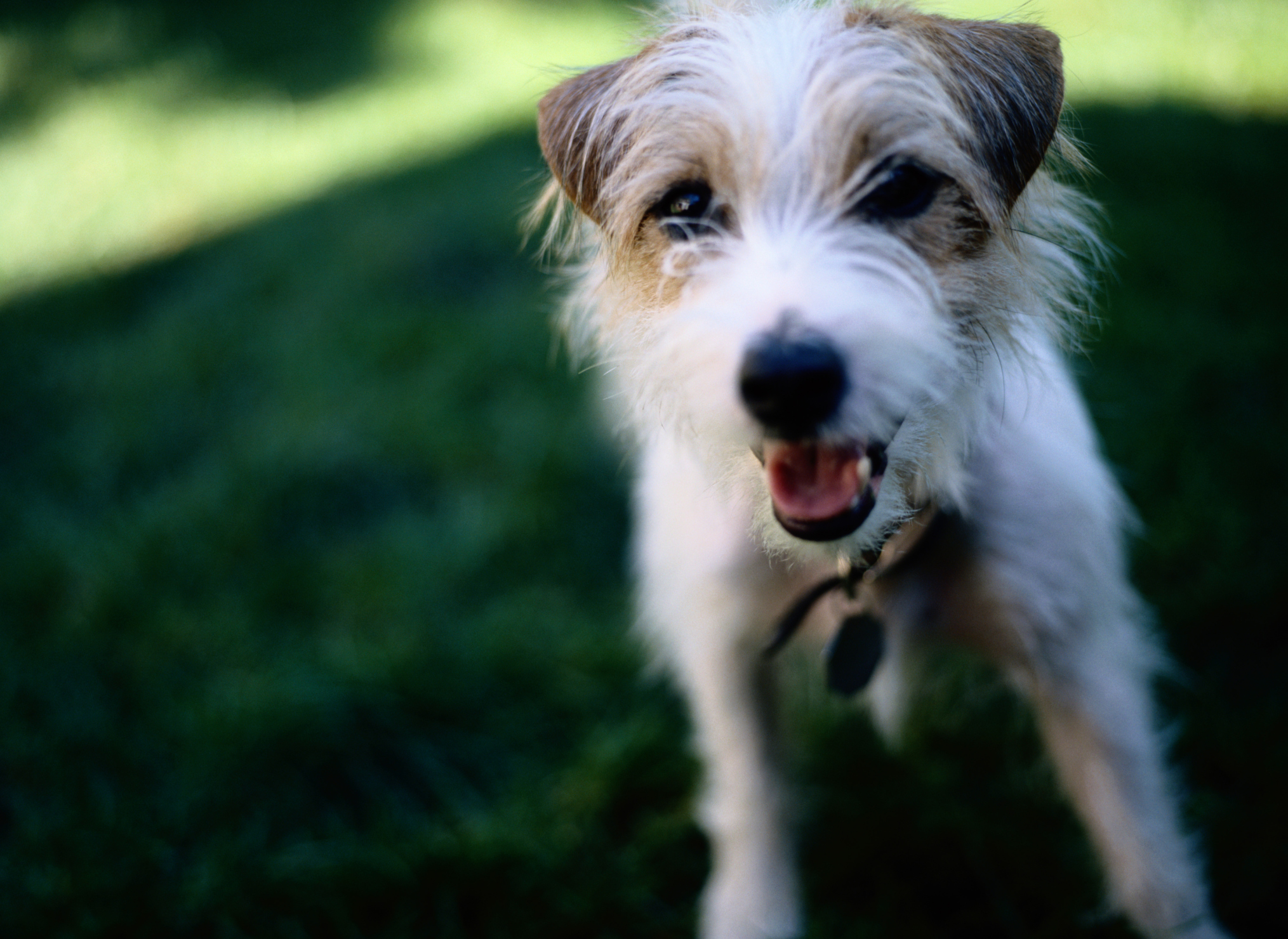 Is hawthorn store poisonous to dogs