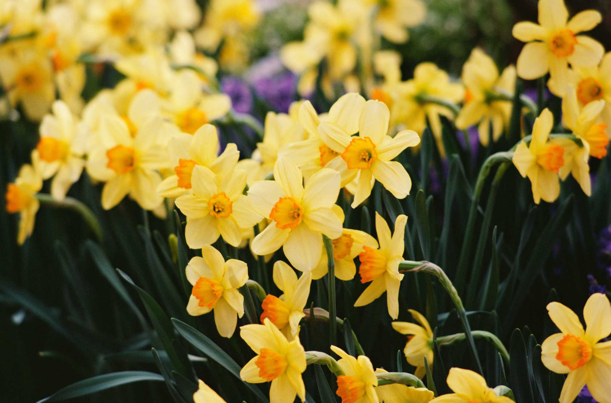 Problems With Daffodils