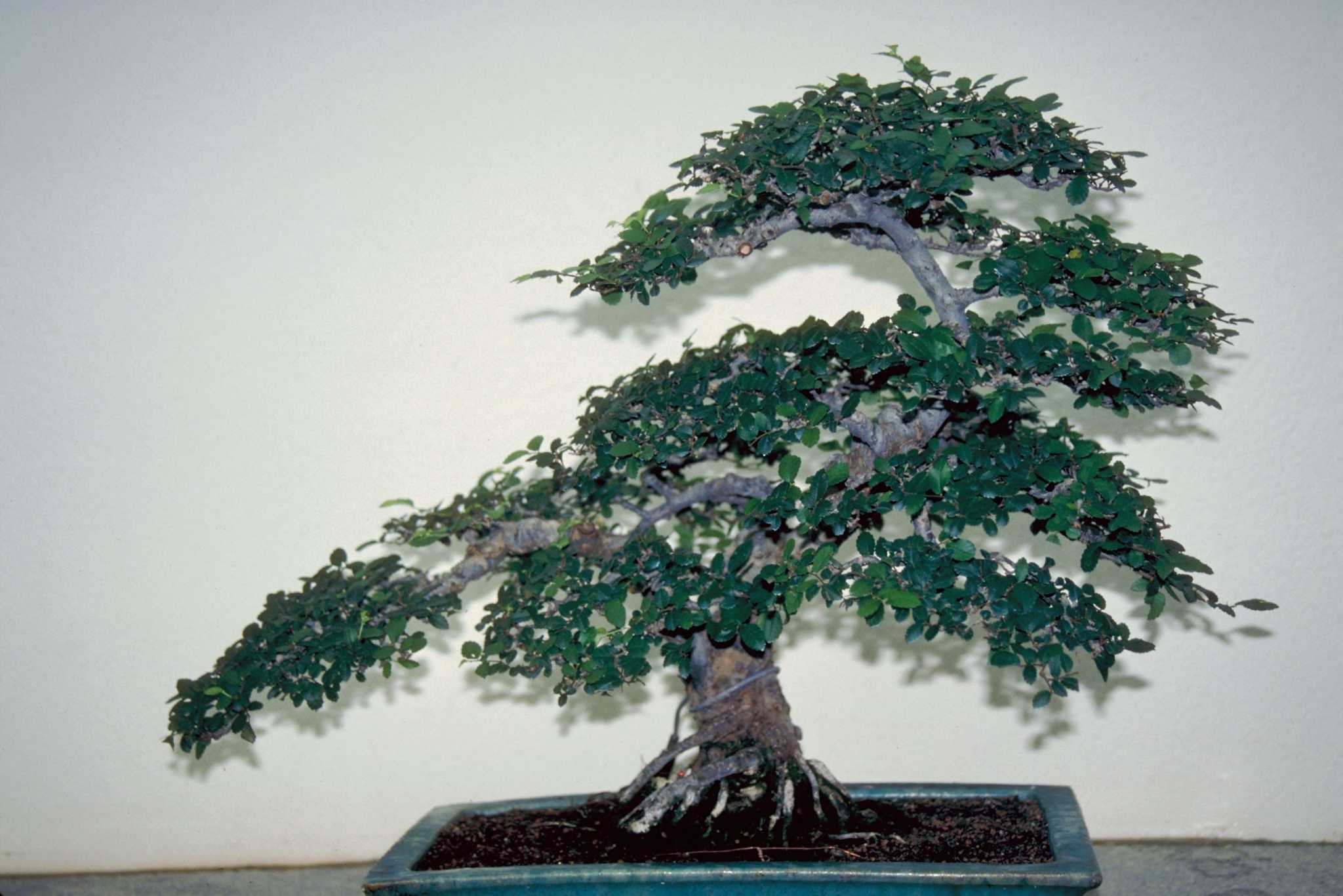 norfolk island pine bonsai Norfolk Island Pine Pre Bonsai Tree