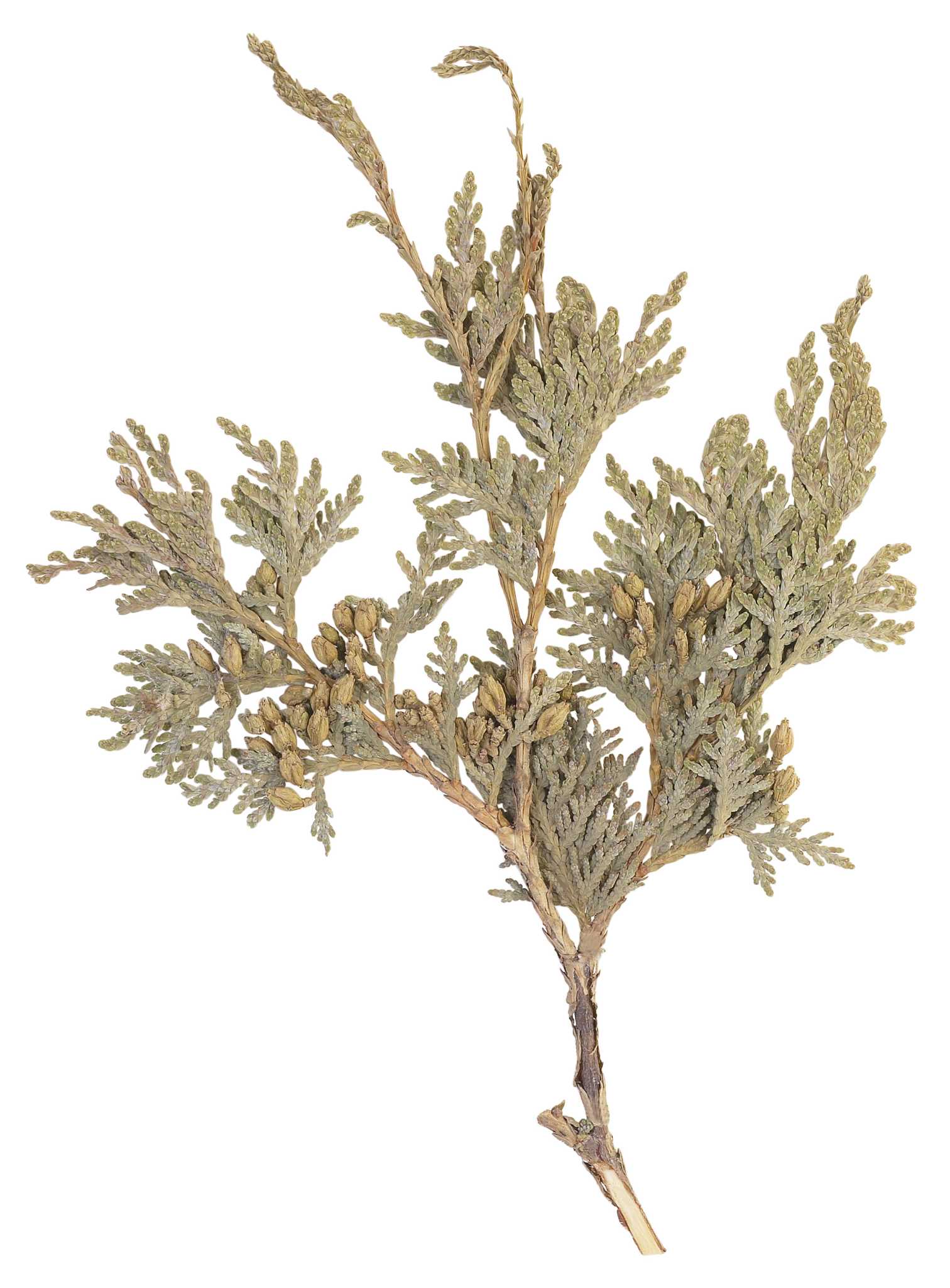 Problems With Growing Leyland Cypress