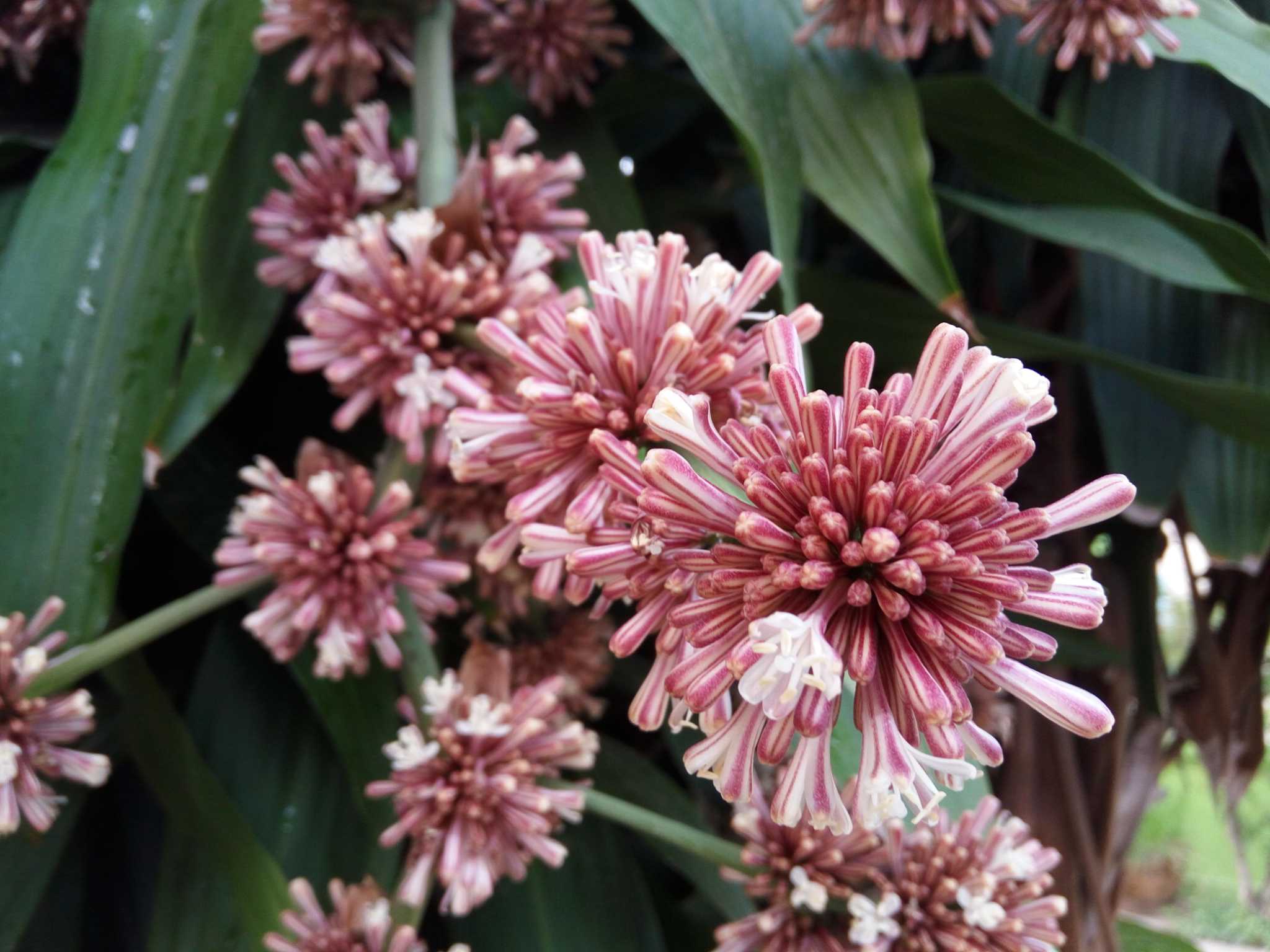 How to Prune a Calathea