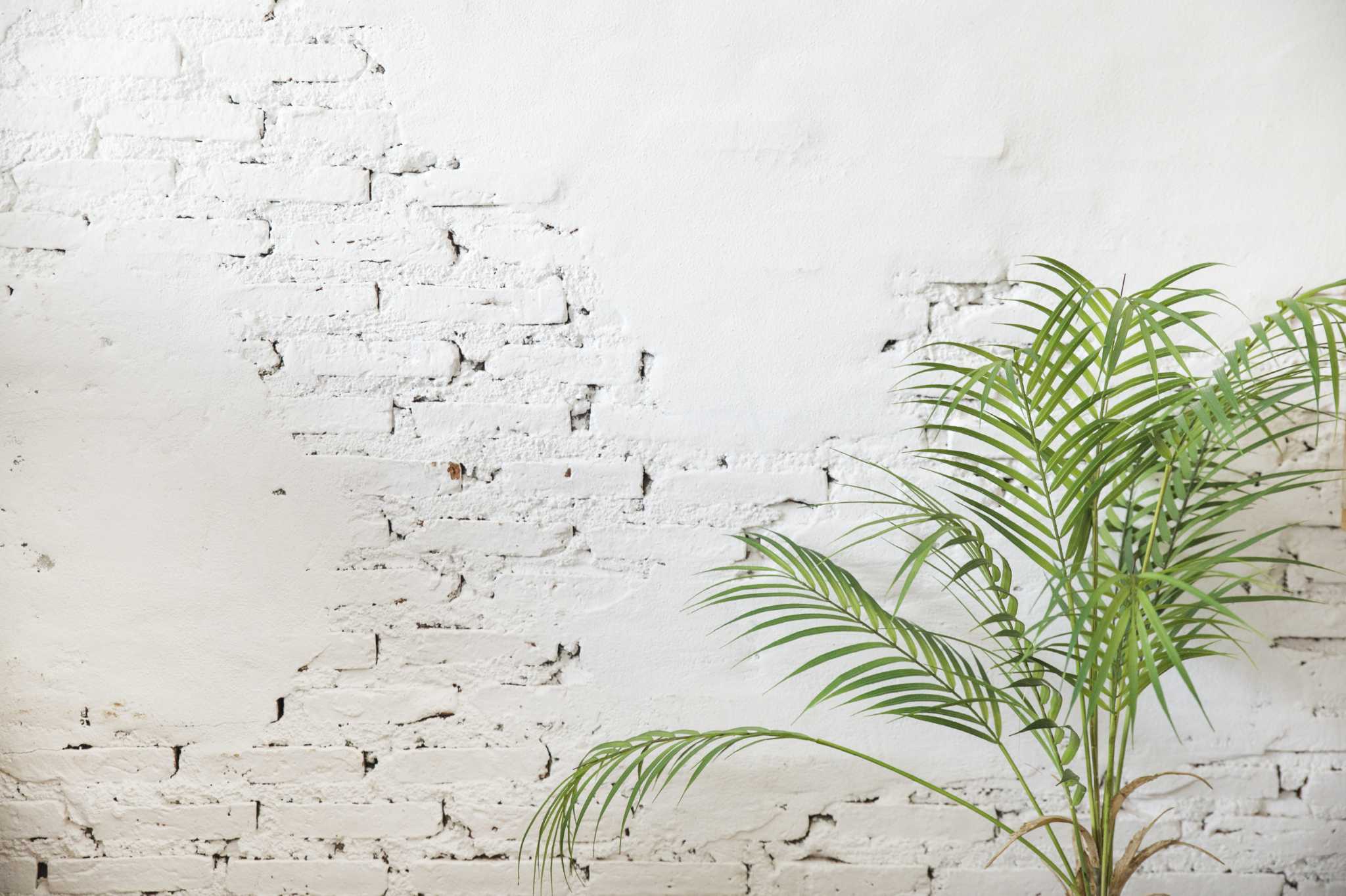 Watering Indoor Palm Trees