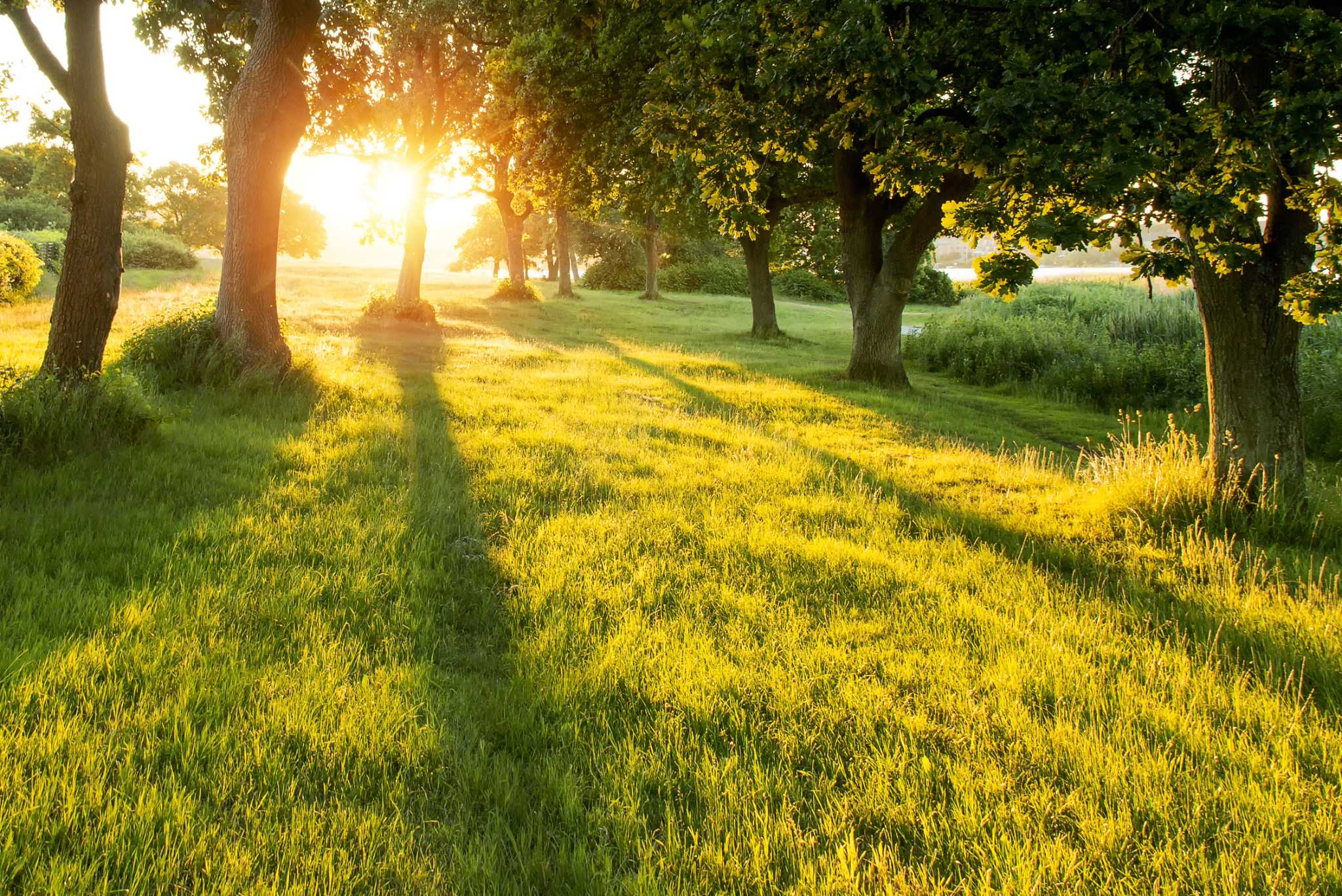 Does Watering Grass in the Sun Burn It?