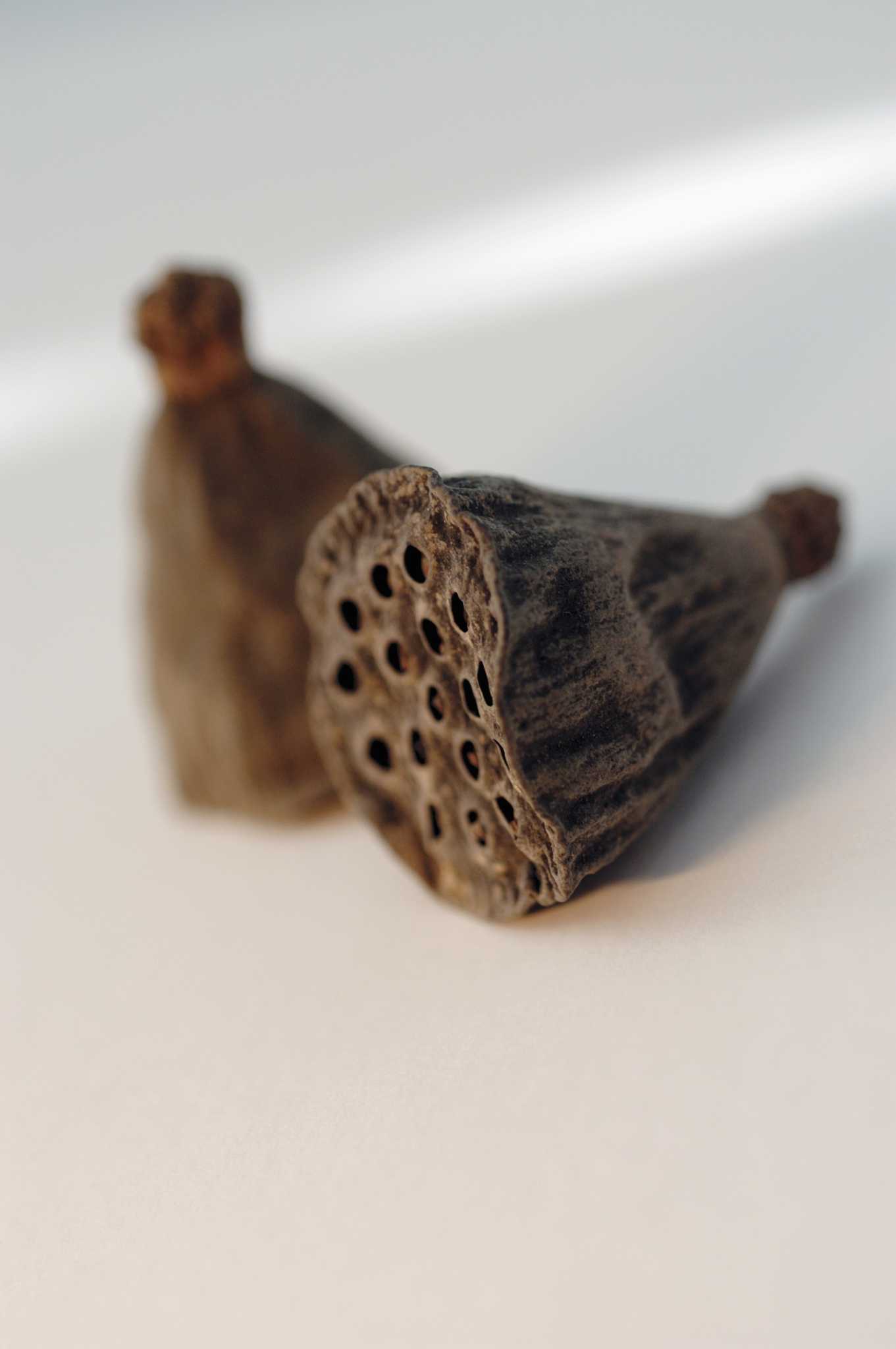 water-lotus-planting-instructions