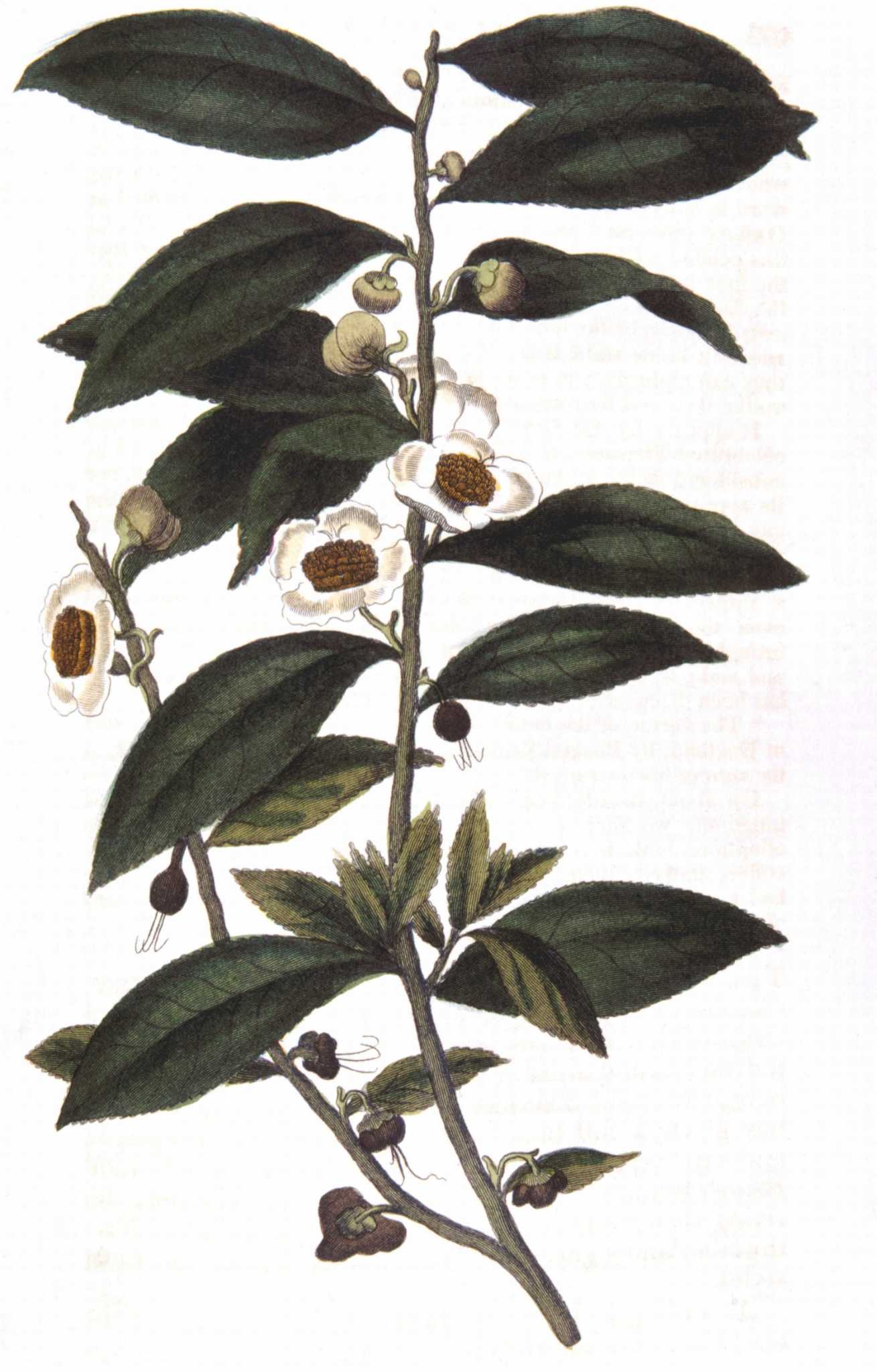 How to Propagate Camellia Sinensis