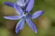 How to Propagate Campanula Some bellflower blossoms resemble stars, others bells.
