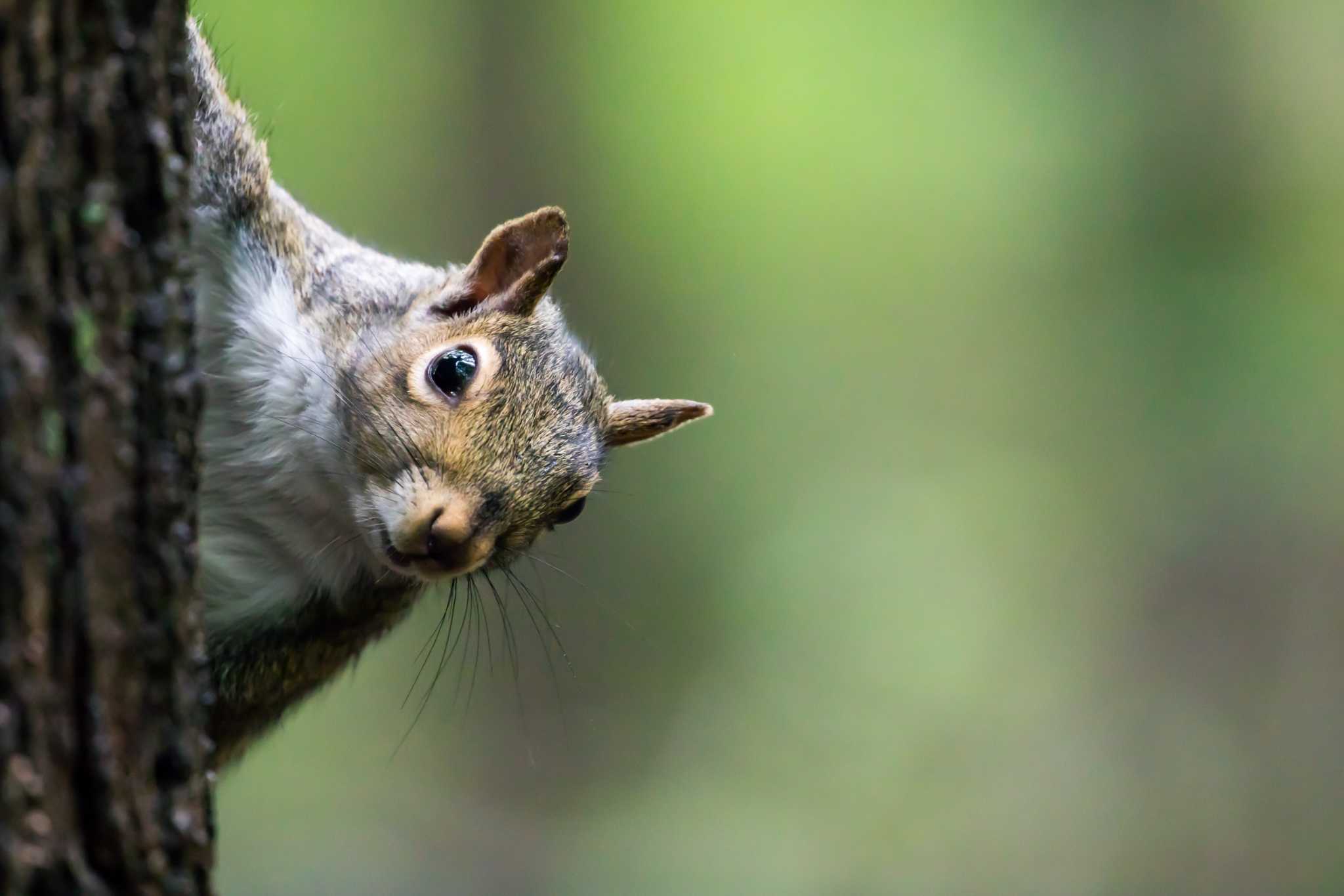 The Way to Keep Squirrels From Chewing My Wood Deck