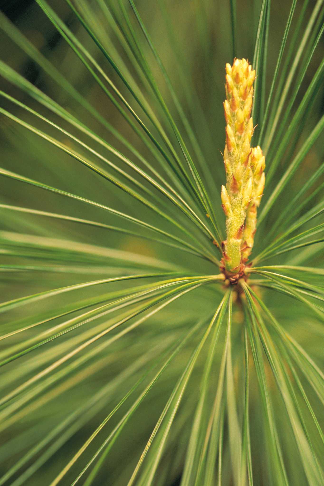The Best Way to Remove Pine Needles Out of a Garden