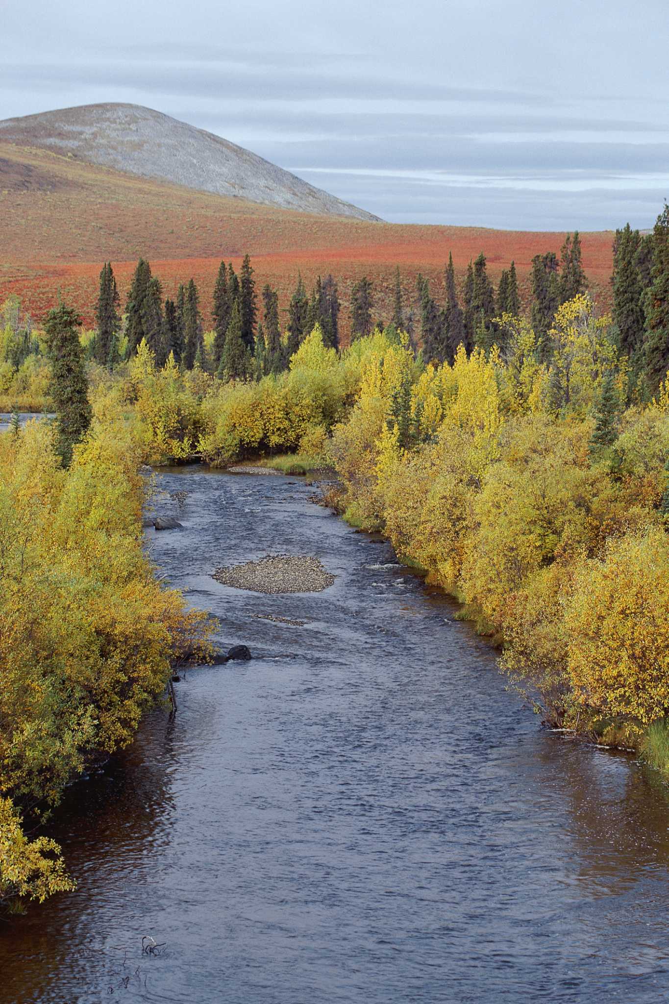 How to Propagate River Birch
