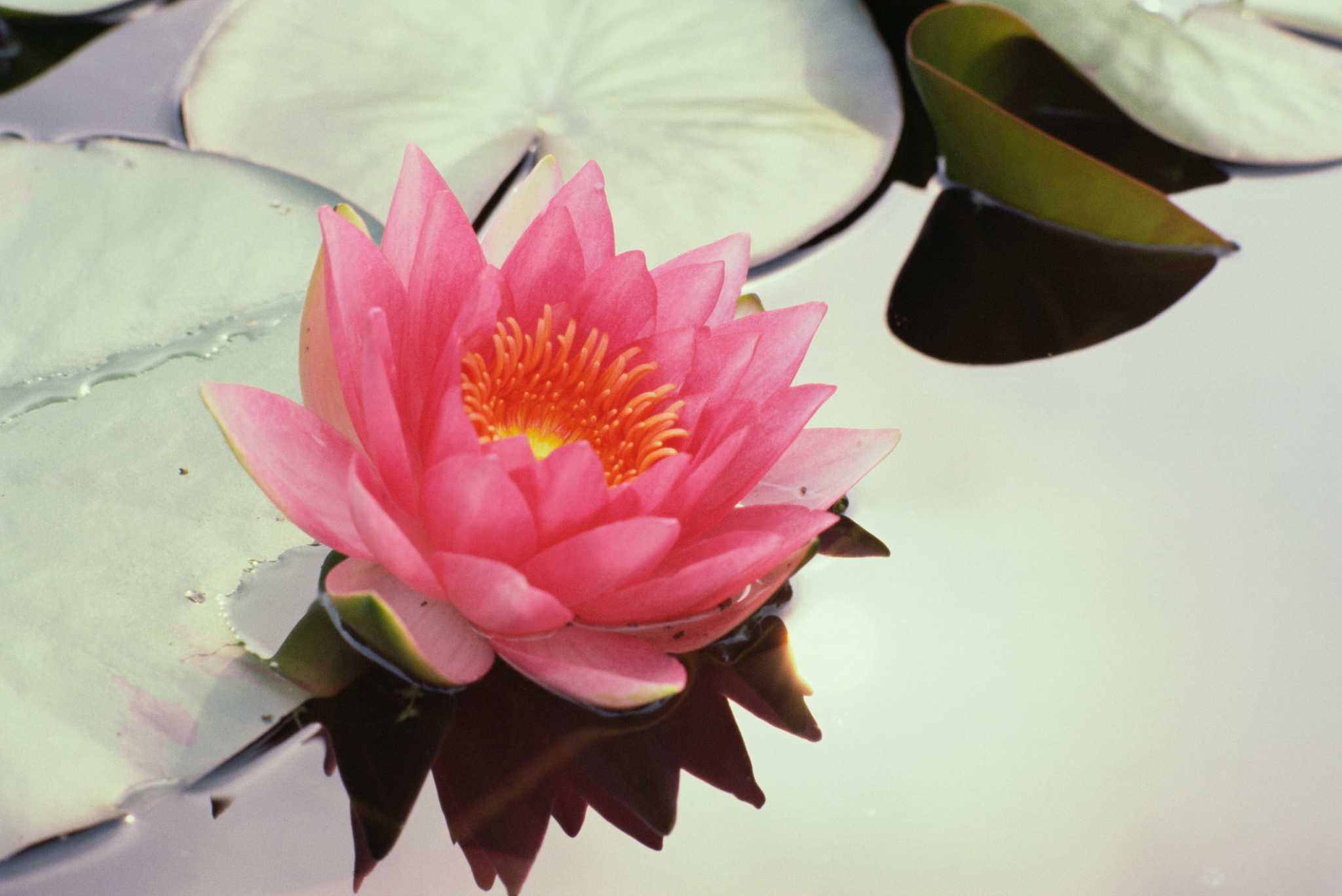 How to Propagate Water Lily by Seed