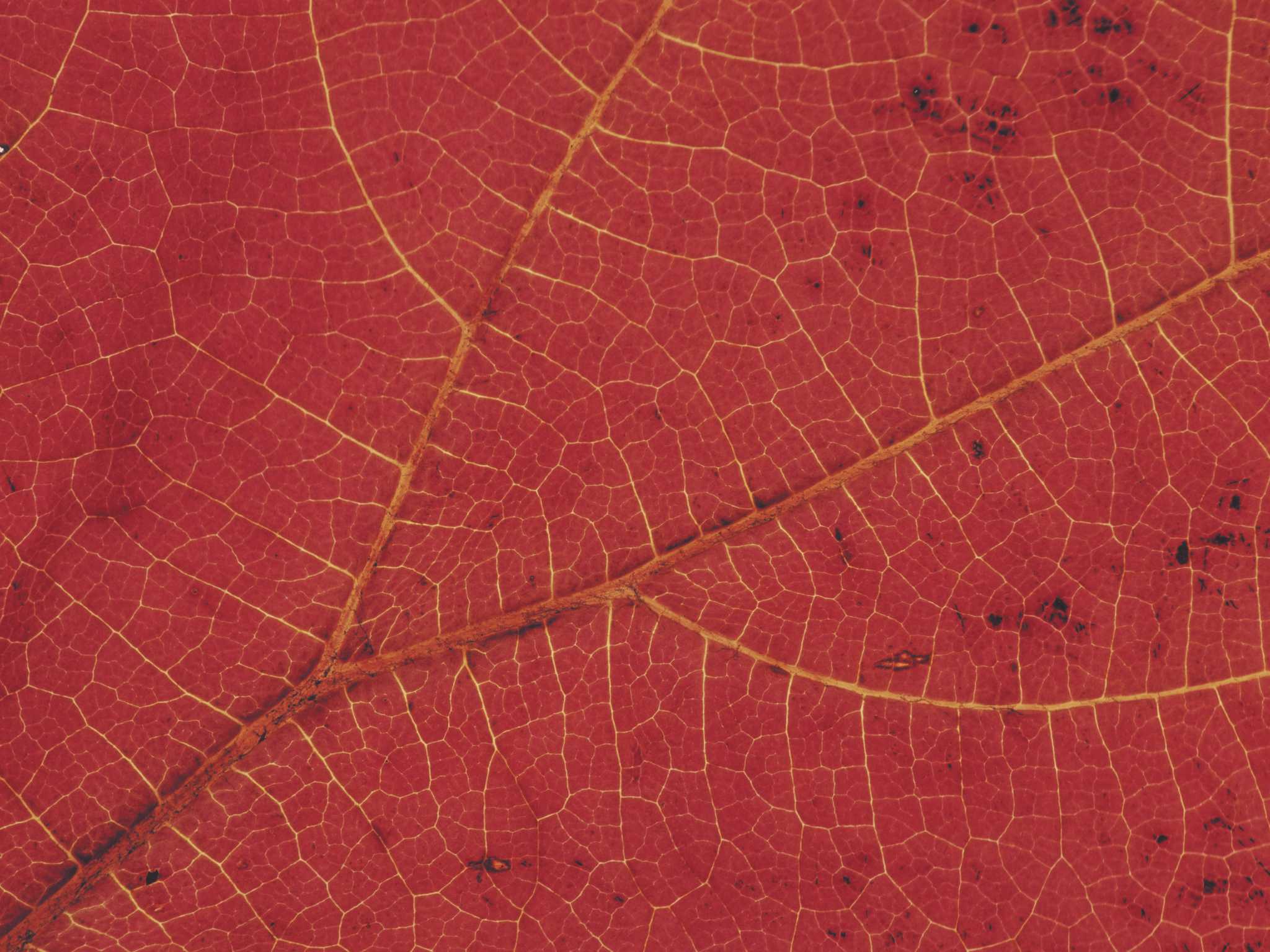 The Propagation of Lace Leaf Red Maples