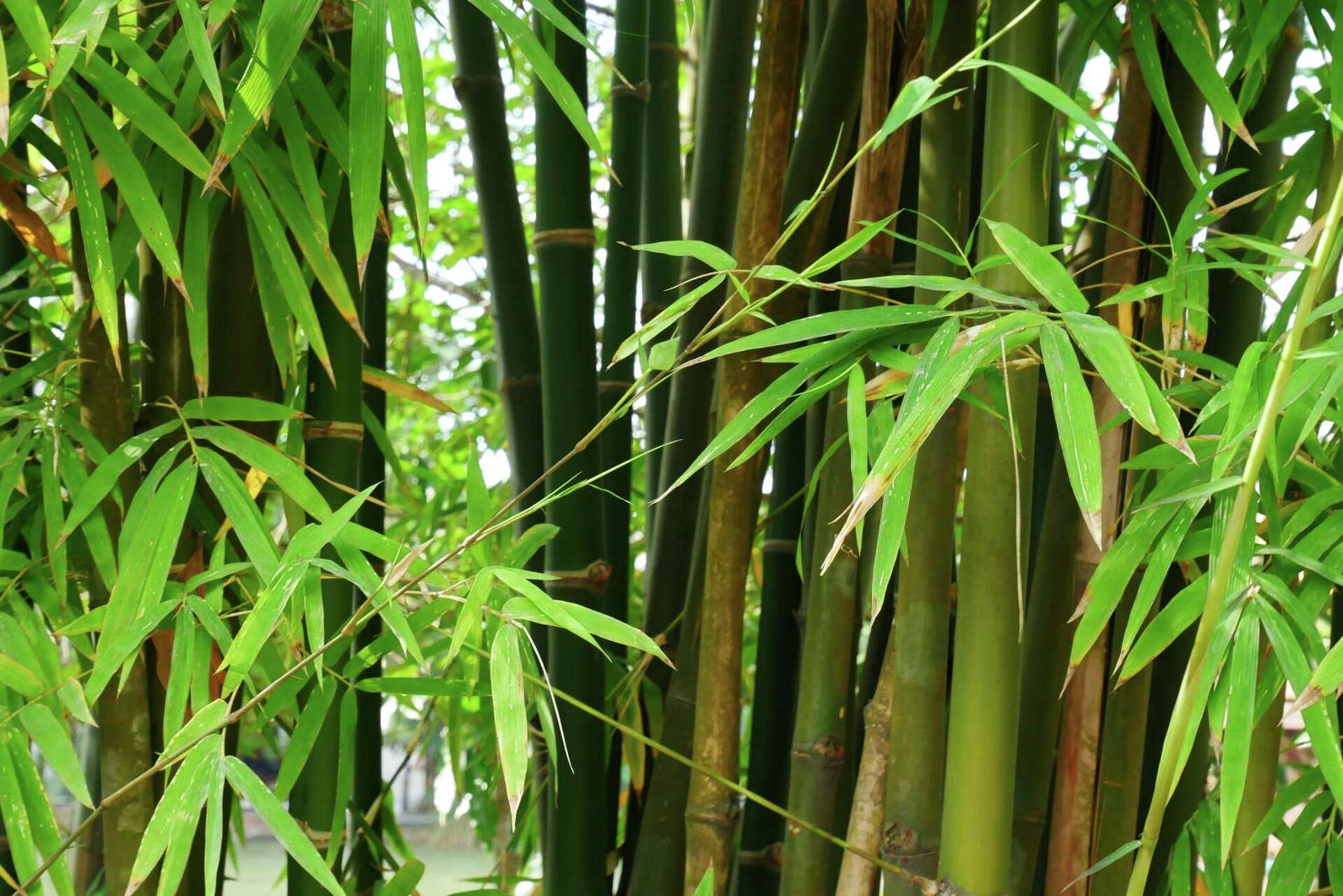 The Best Weed Killer for Bamboo