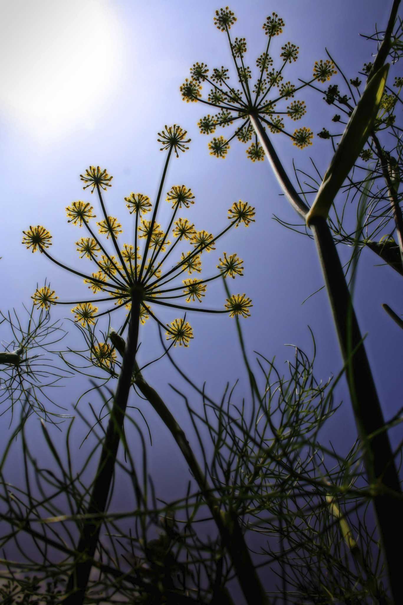 Weeds That Emit Odor Weeds That Emit Odor