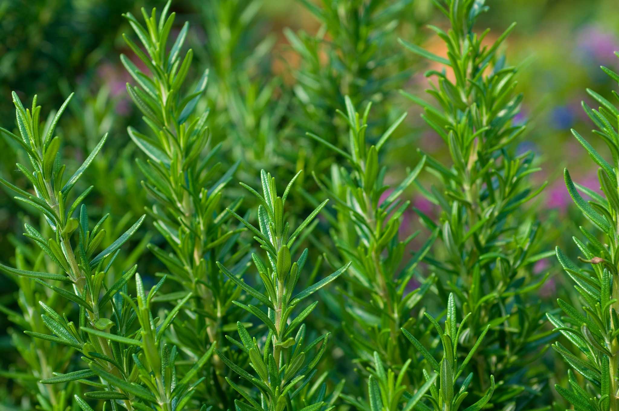 Proper Technique for Trimming Rosemary Plants