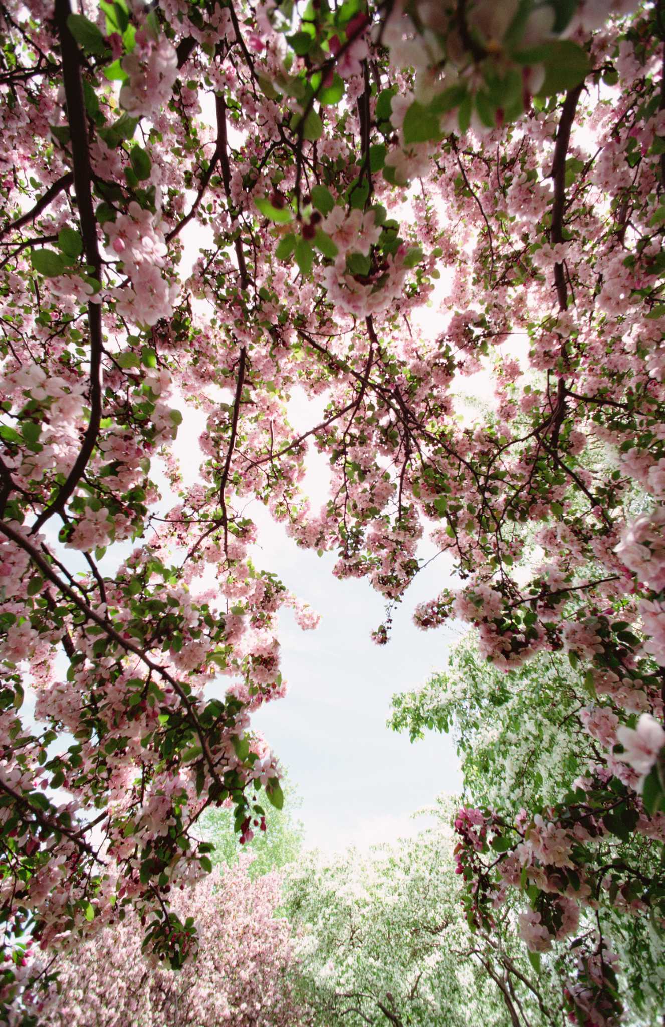 Weeping Cherry Tree Leaves Are Turning Brown