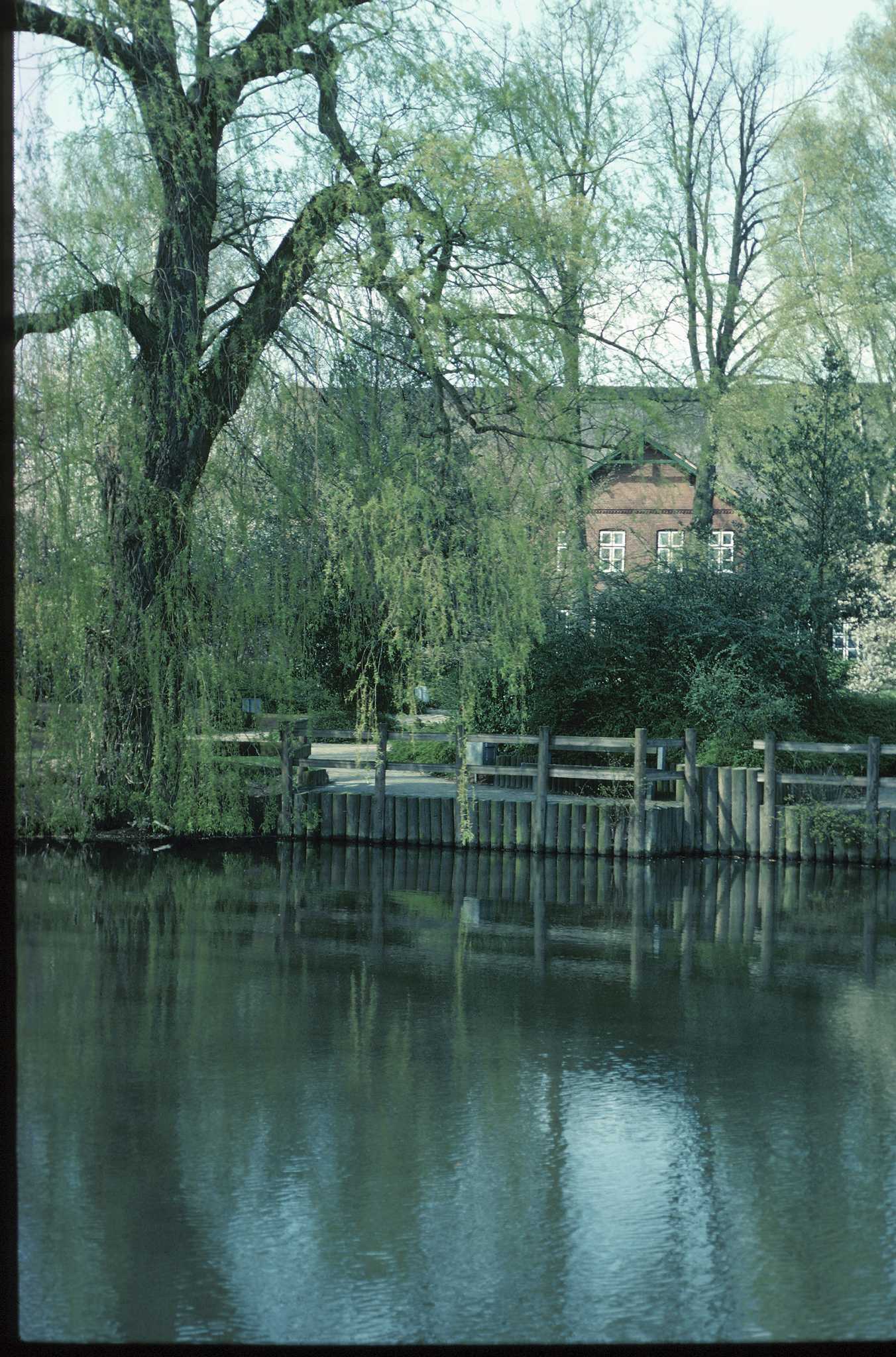 Do Weeping Willow Trees Attract Ants?