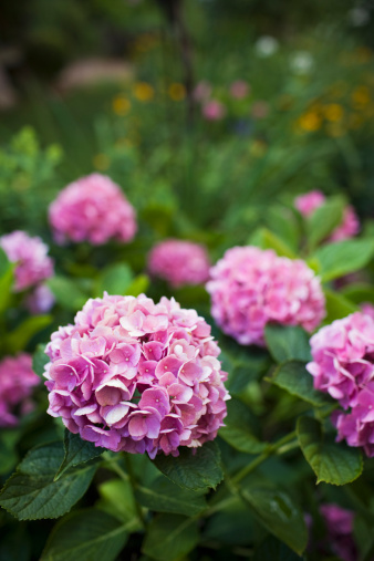 Double Knock Out Roses With White Spots & Holes on Leaves