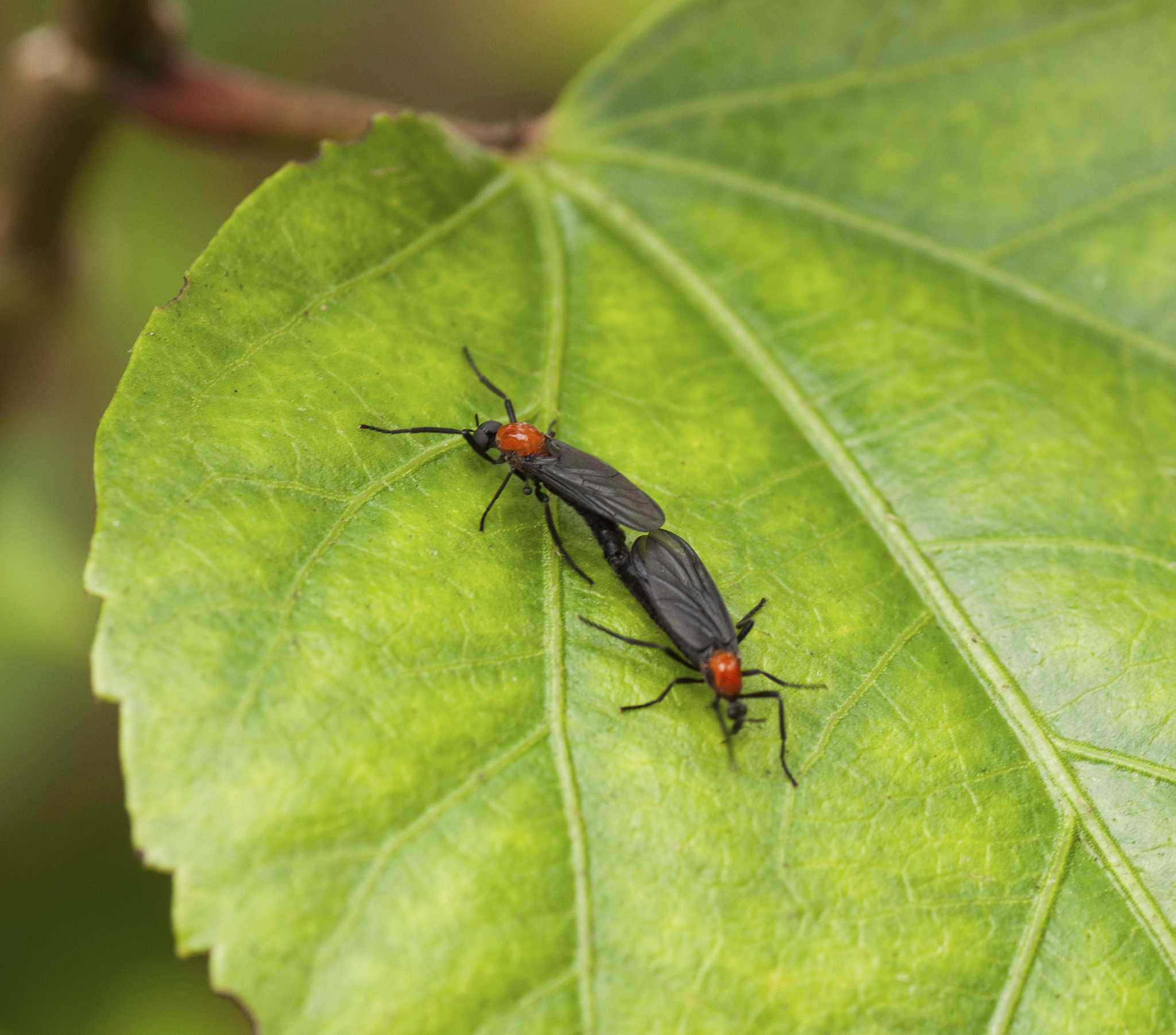 What Repels Lovebugs and Flying Insects?