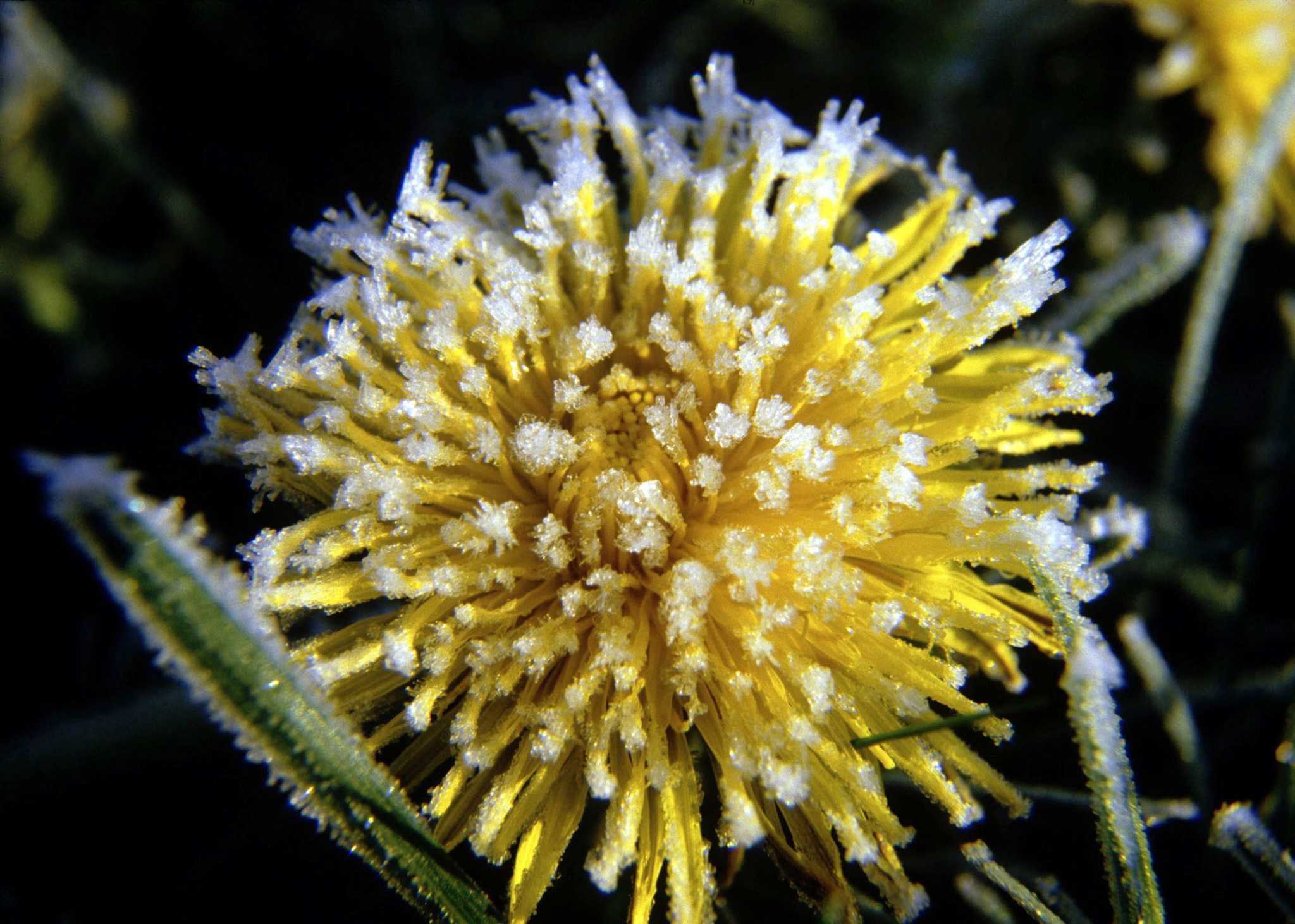 How to Protect Budding Plants From Frost