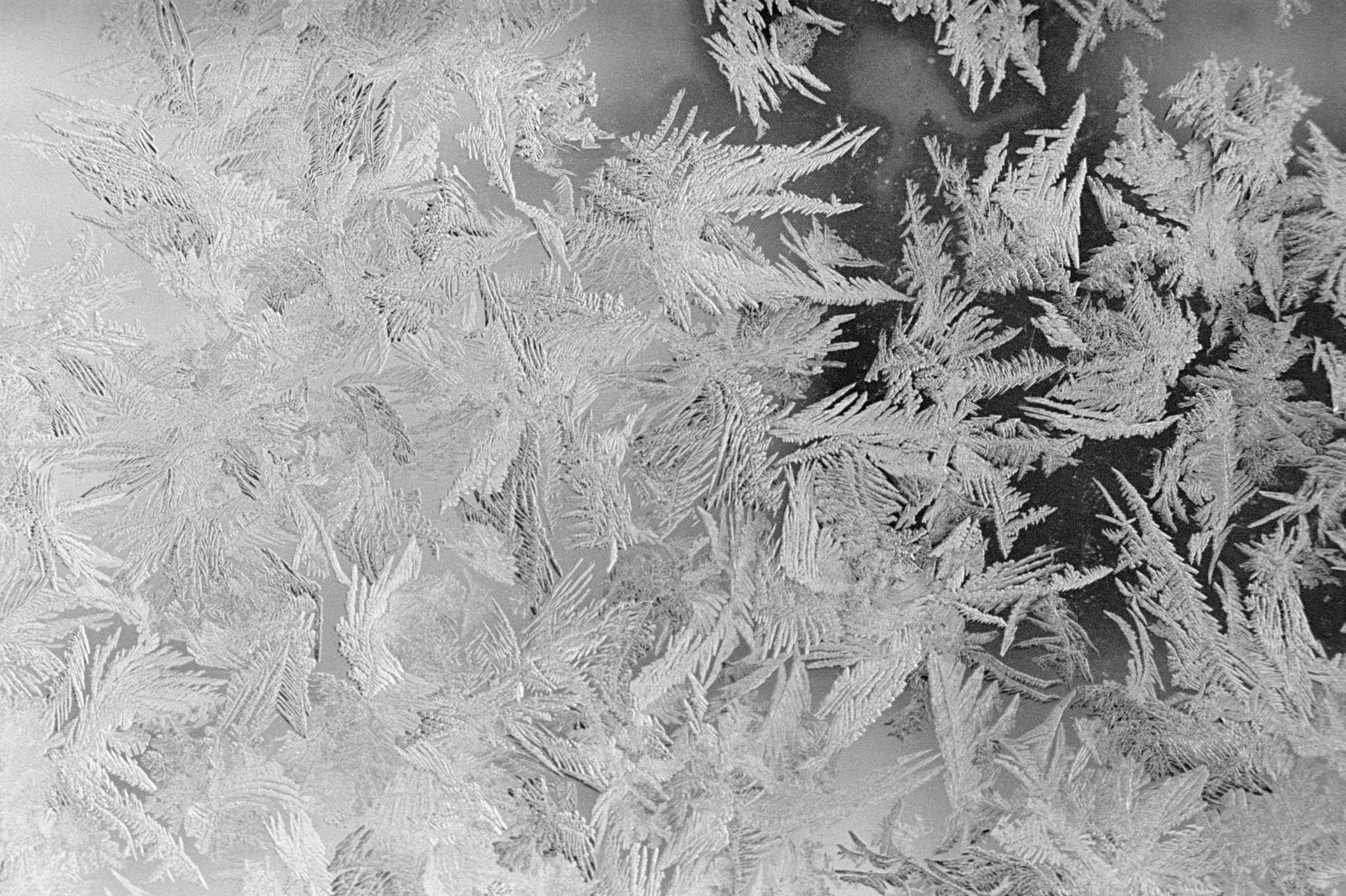 How to Protect Plants From a Late Spring Freeze