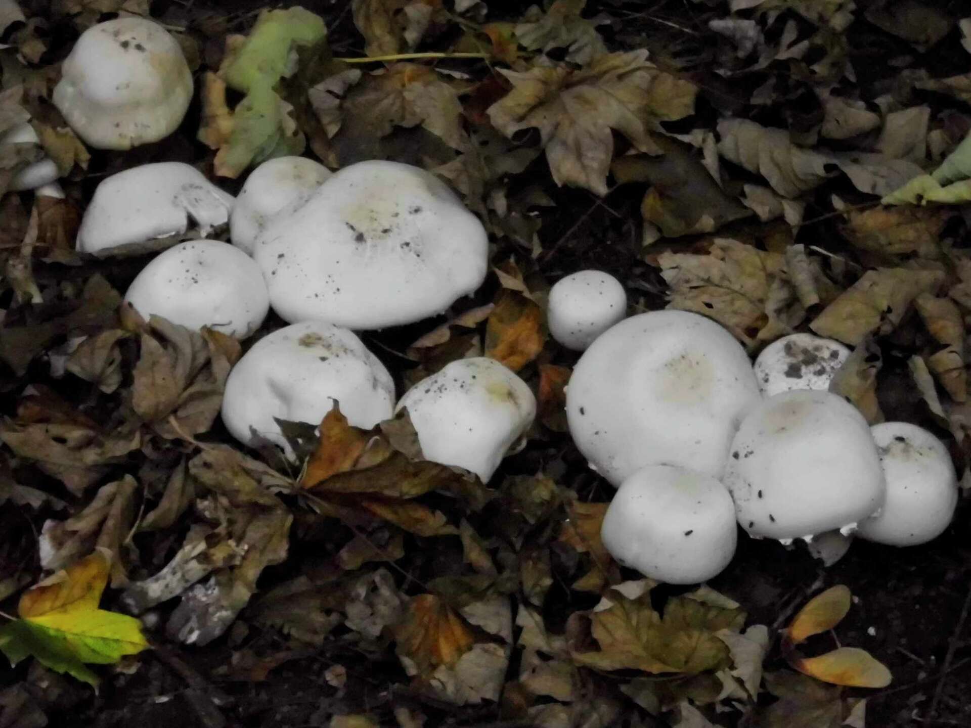 White Mushrooms Growing in Potted Plants