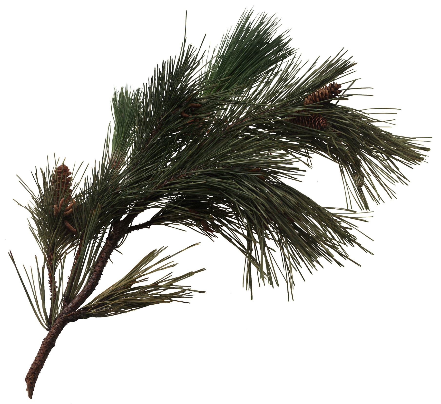 Do White Pine Limbs Root?