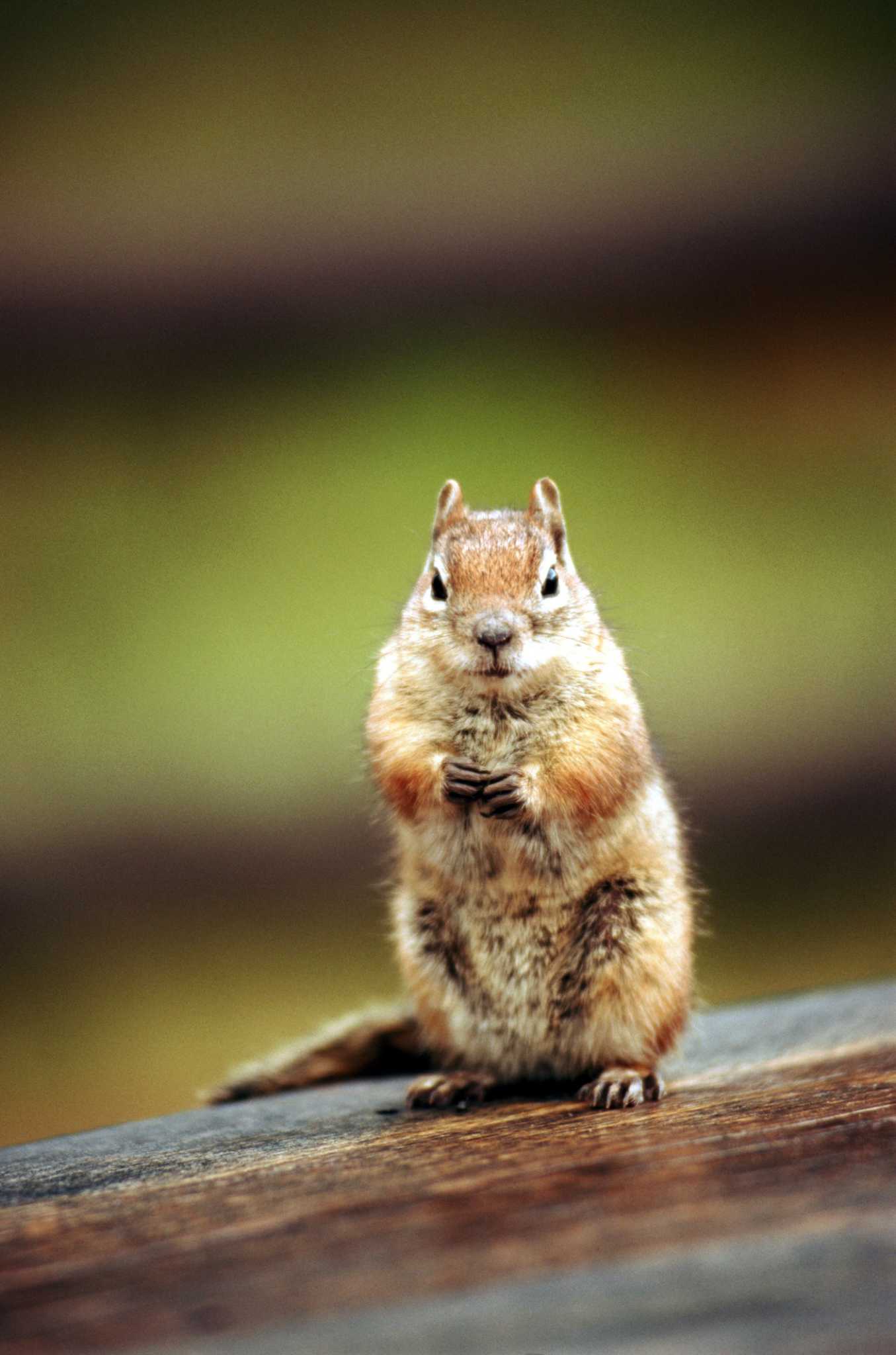How to Protect Watermelon from Squirrels