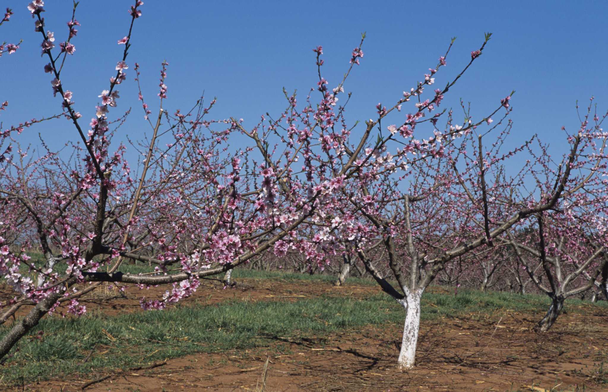 How to Prune 1st Year Fruit Trees