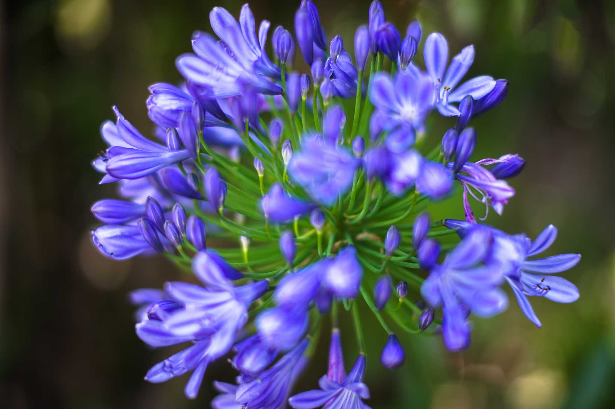 How to Prune Agapanthus