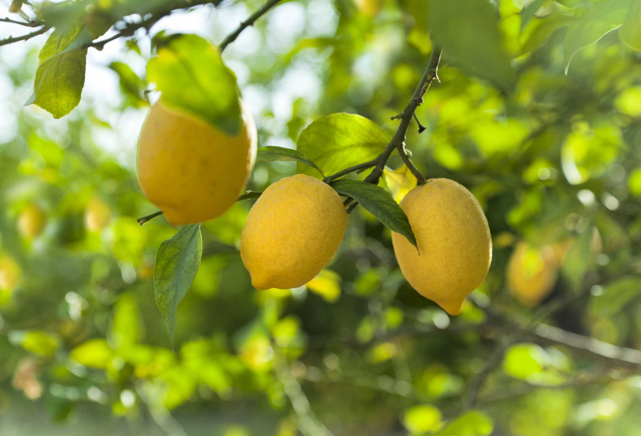 What Is the White Stuff on Citrus Trees?