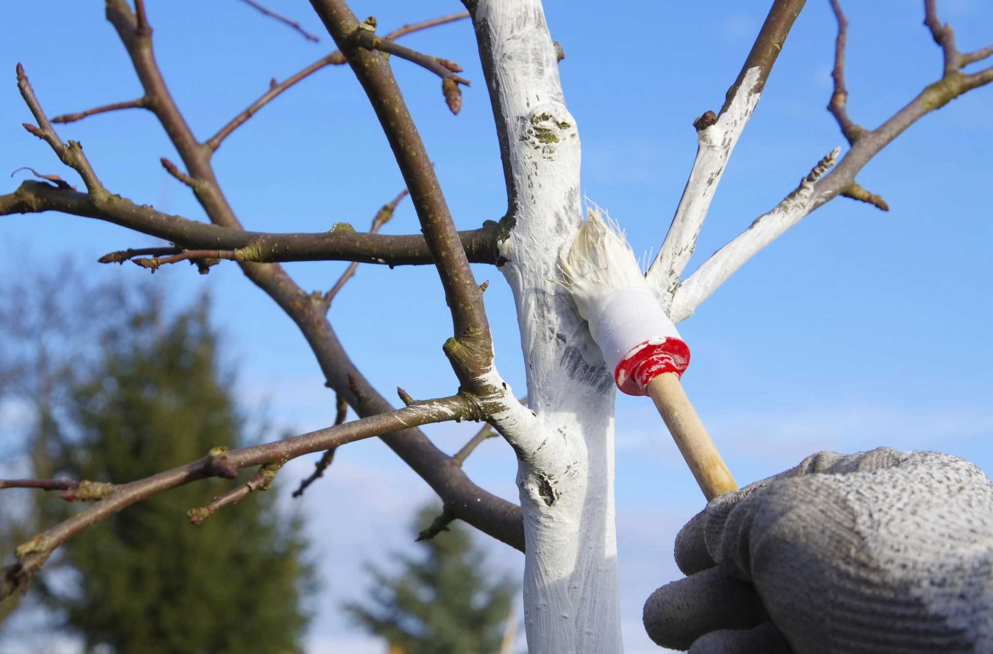 Why Do People Paint the Bottom of Trees White?