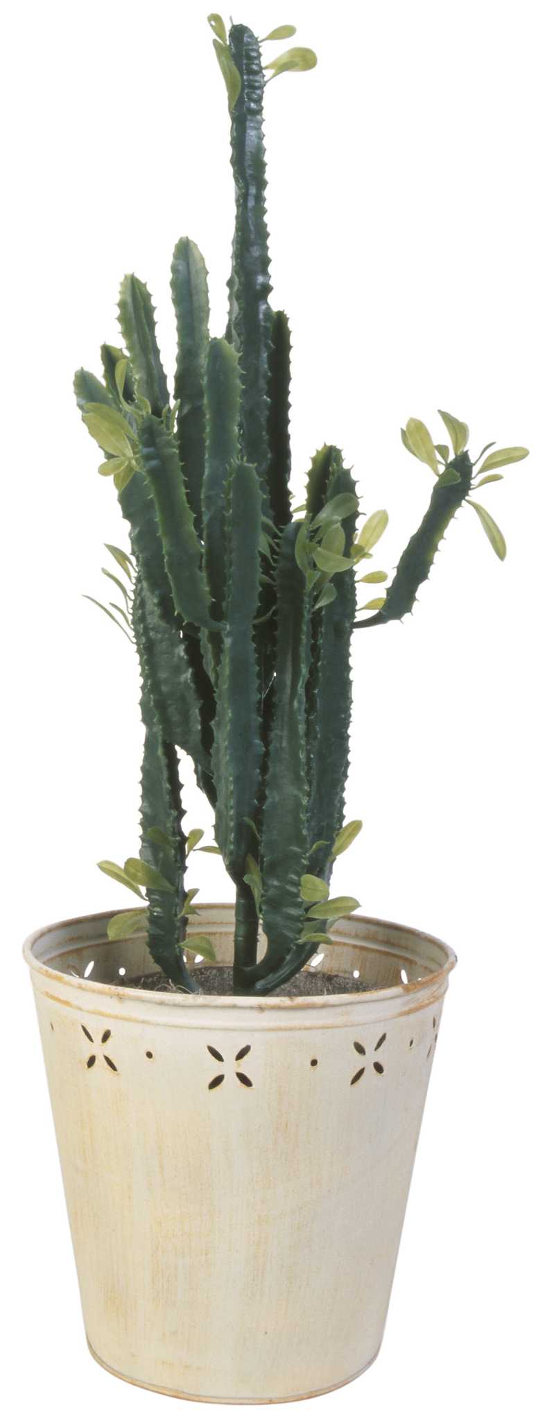 bird's nest snake plant dying Bird's Nest Snake Plant (Dracaena trifasciata) – Jungle Relics main image 1