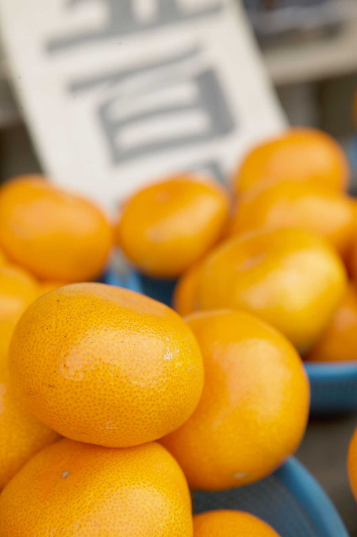 Wilted Leaves on Satsuma Trees