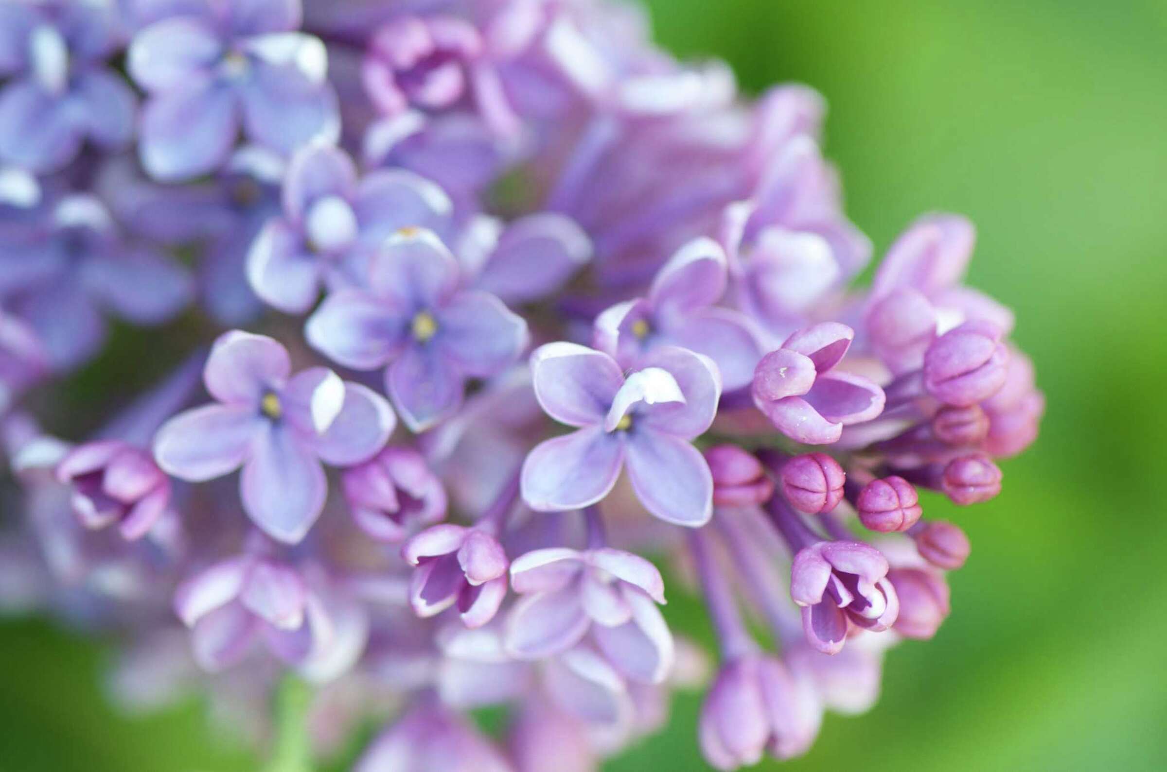 How to Prune Dwarf Lilac Bushes