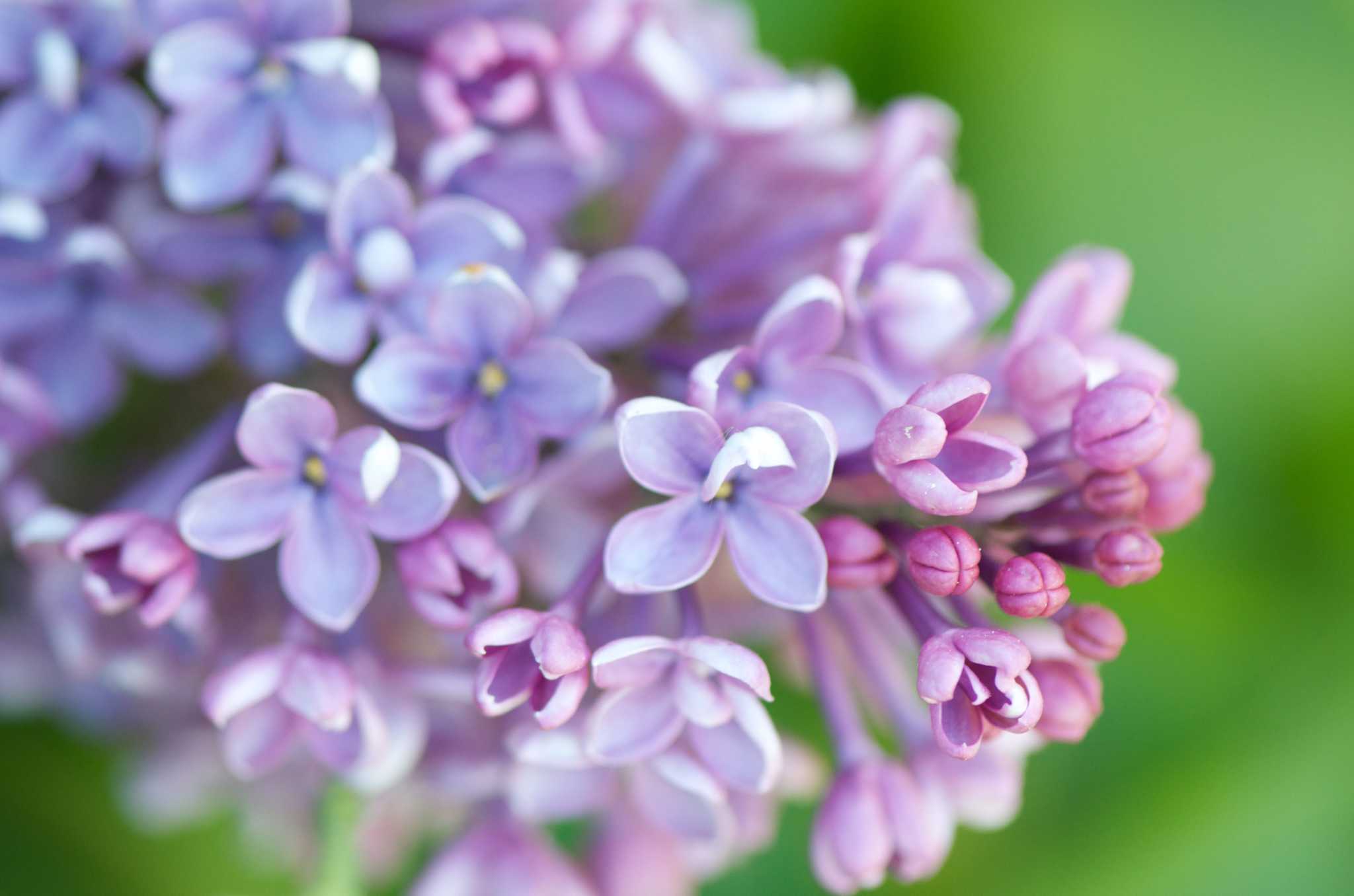 Growing lilacs for Minnesota landscapes