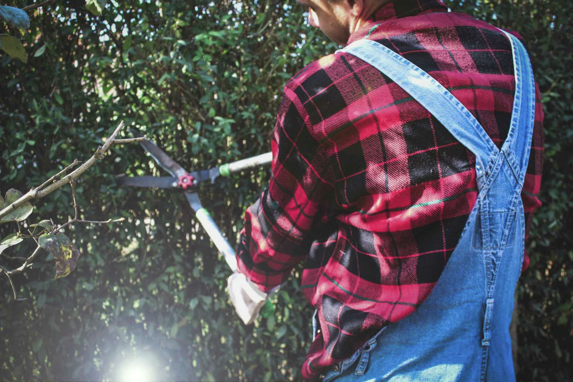 When & How to Prune & Fertilize Leyland Cypress Trees