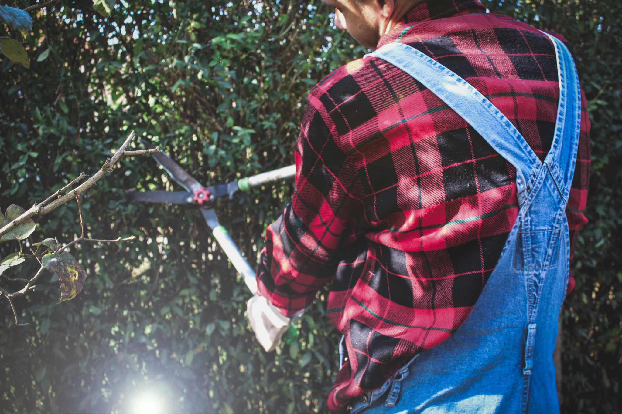 When & How to Prune & Fertilize Leyland Cypress Trees