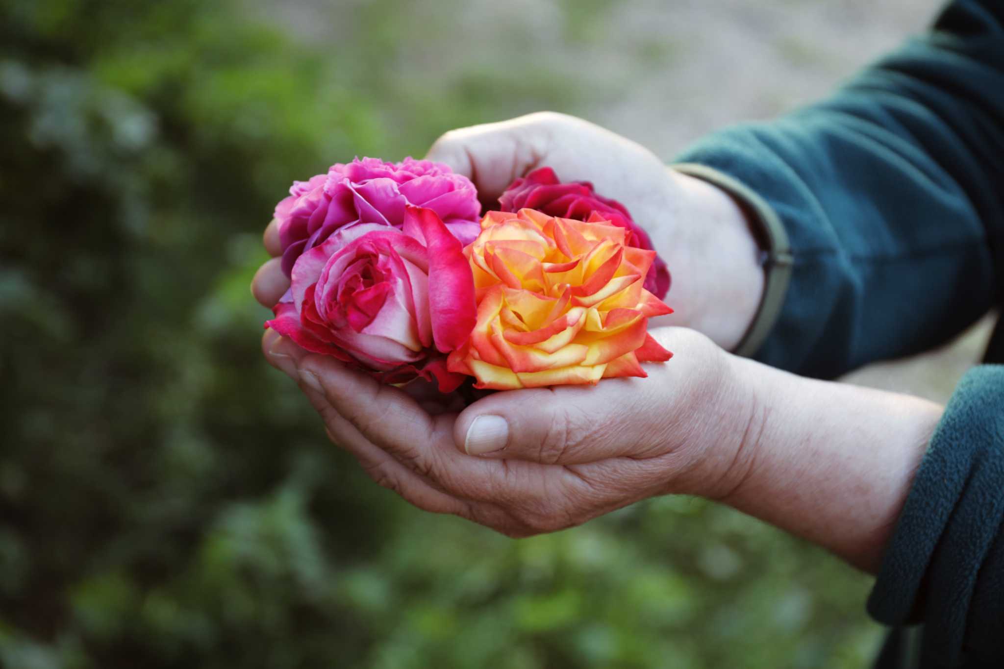 Why Rose Bush Leaves Turn Red